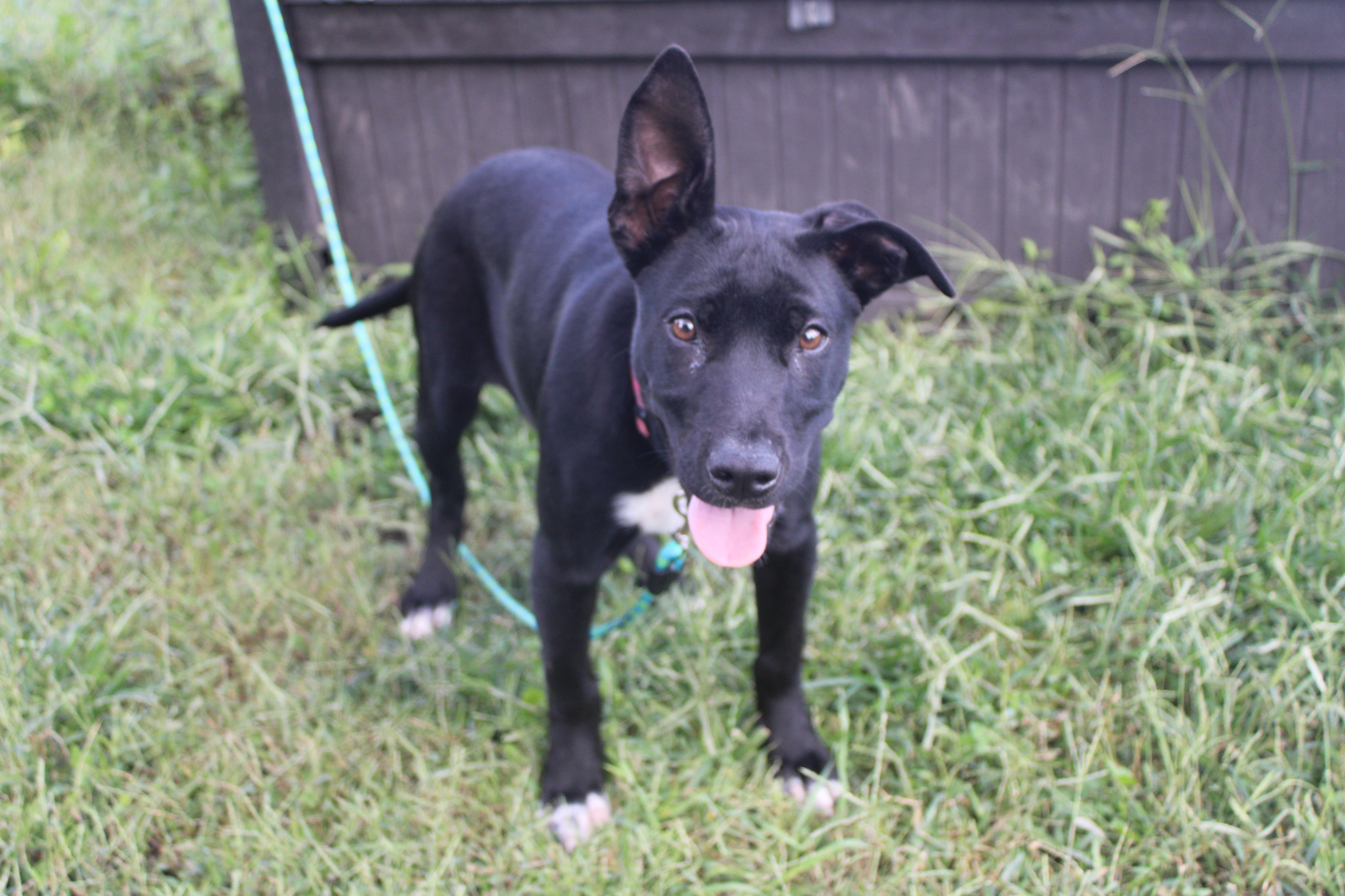 Enlarge Aspen (Obedience Trained), an adoptable mixed breed in Maryville, MO image 5/5