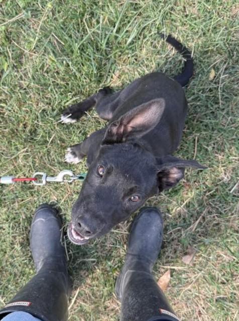 Enlarge Aspen (Obedience Trained), an adoptable mixed breed in Maryville, MO image 3/5