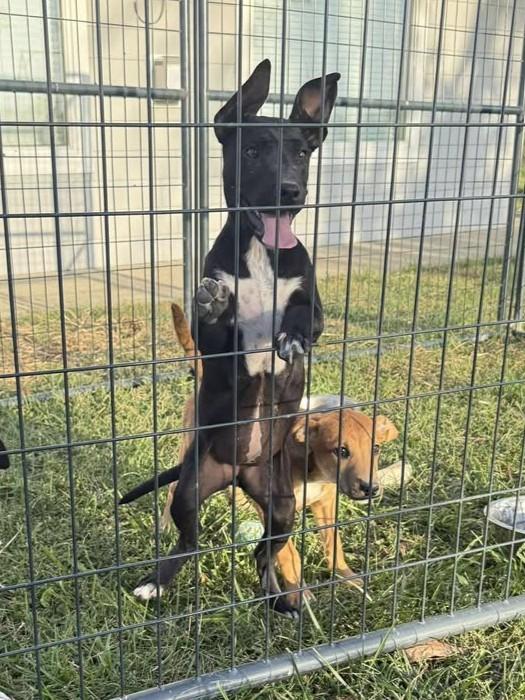 Enlarge Aspen (Obedience Trained), an adoptable mixed breed in Maryville, MO image 4/5