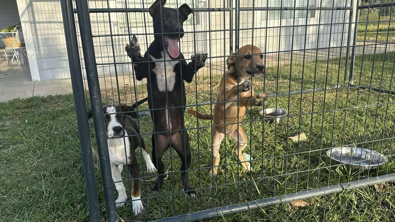 Sheley Puppies - 2M, 1F (courtesy post)