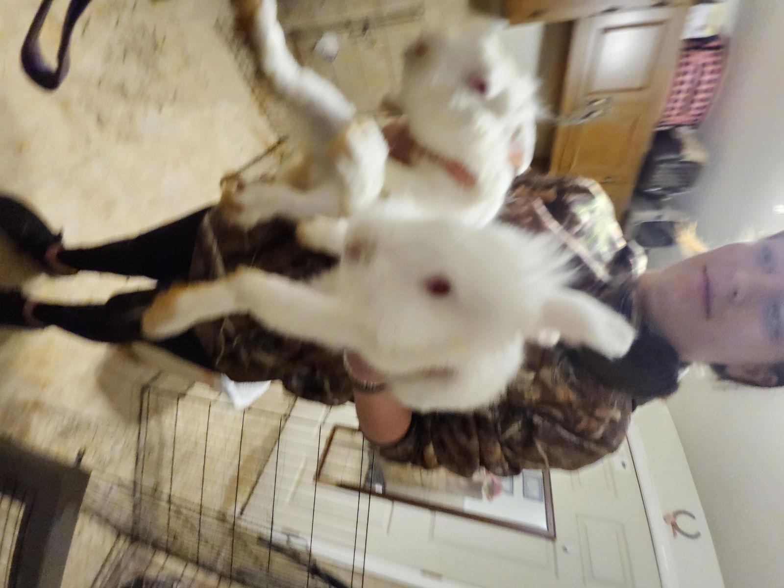 Snowball, Adoptable, Young Male Bunny Rabbit.