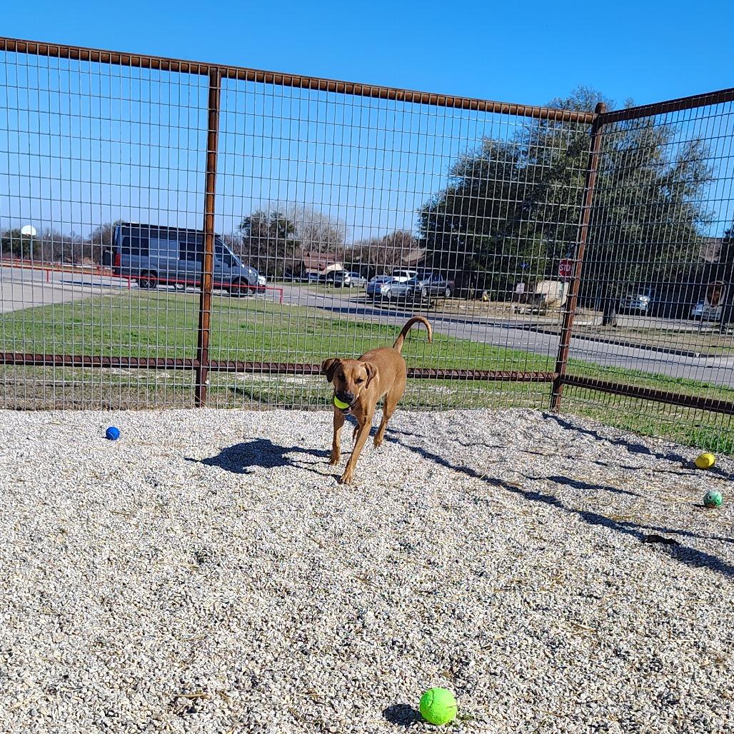 Enlarge Mabel, a Adoptable Mixed Breed in Springtown, TX image 1/5