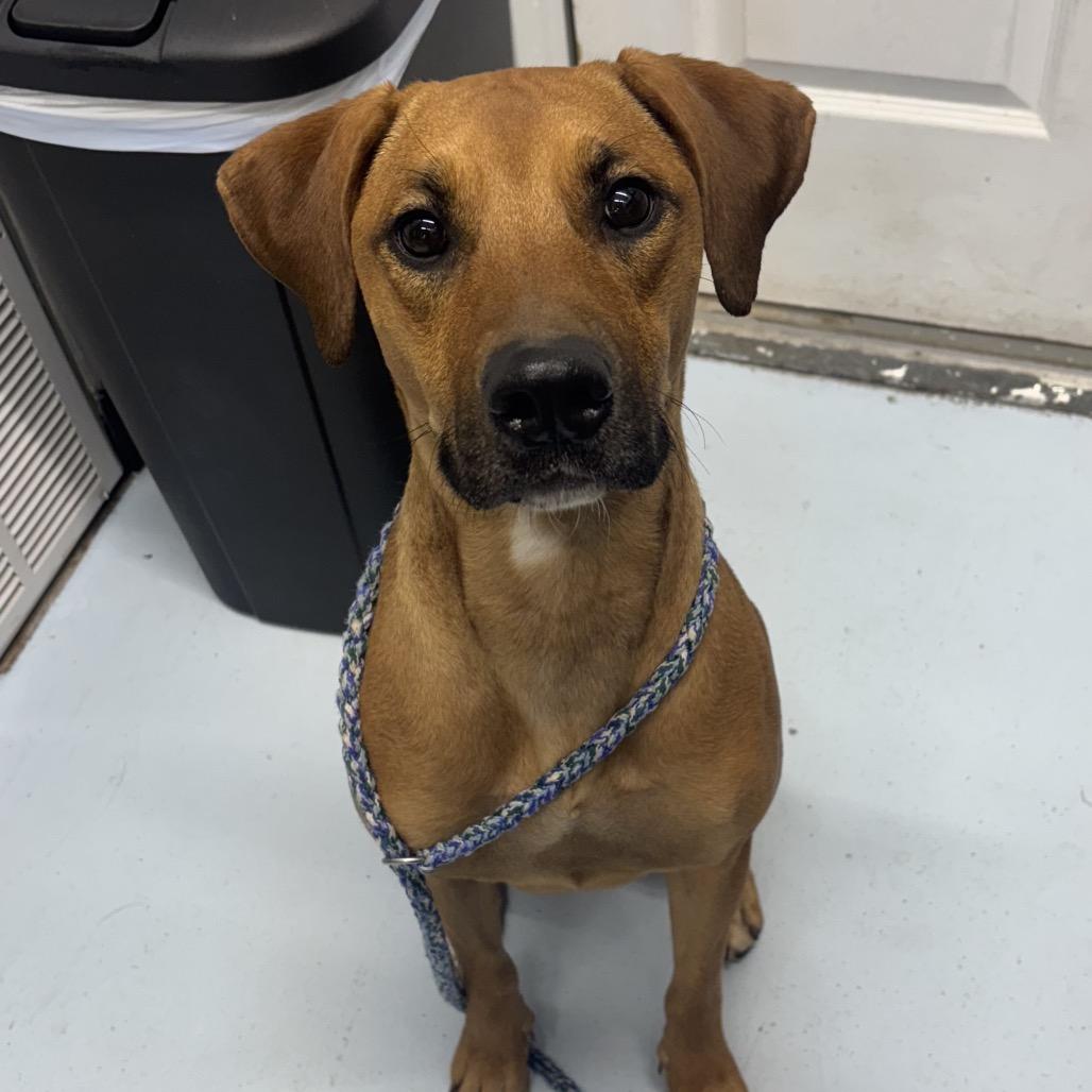 Enlarge Mabel, a Adoptable Mixed Breed in Springtown, TX image 2/5