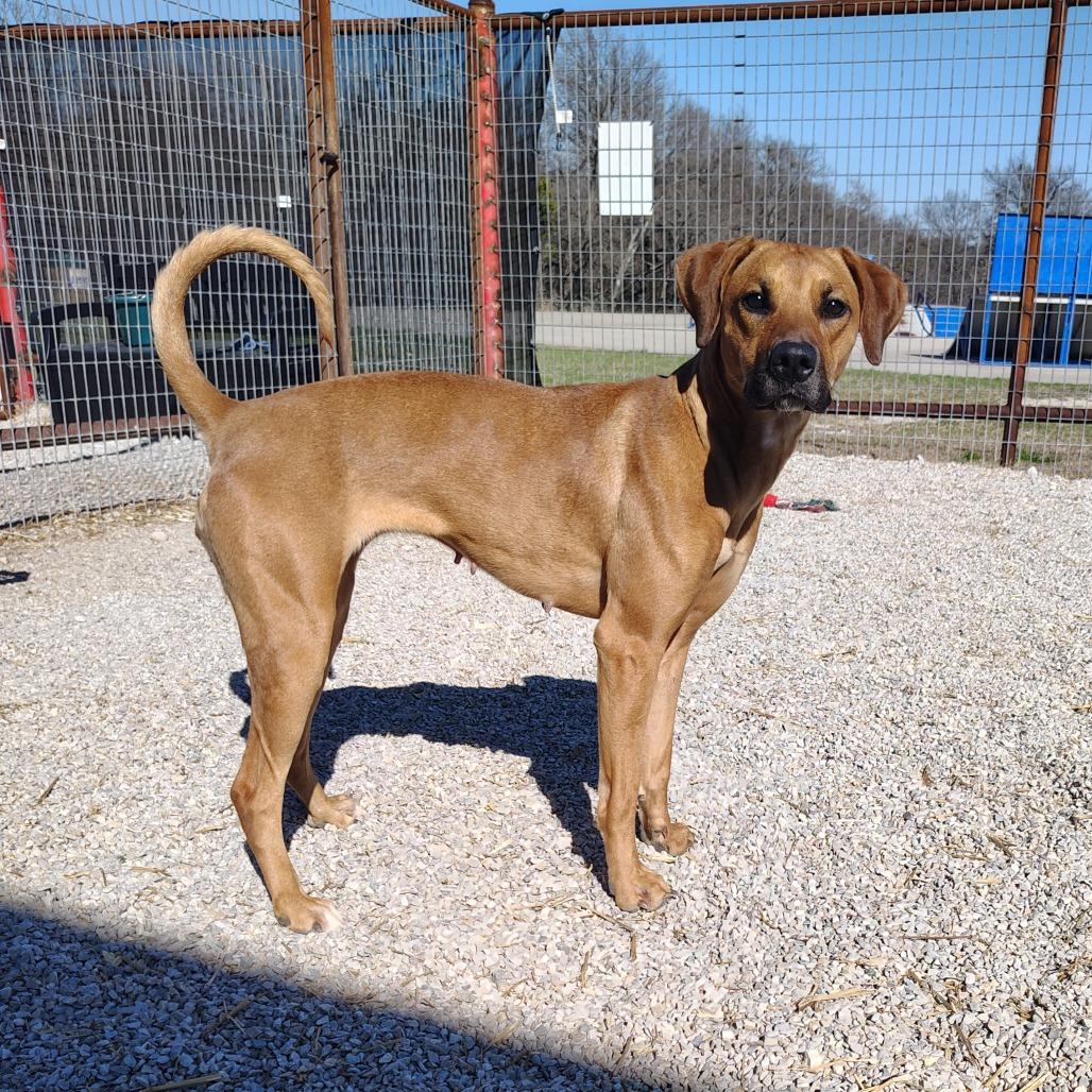 Enlarge Mabel, a Adoptable Mixed Breed in Springtown, TX image 3/5