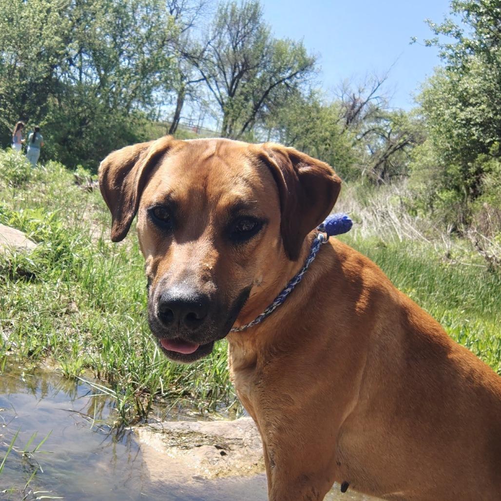 Enlarge Mabel, a Adoptable Mixed Breed in Springtown, TX image 4/5