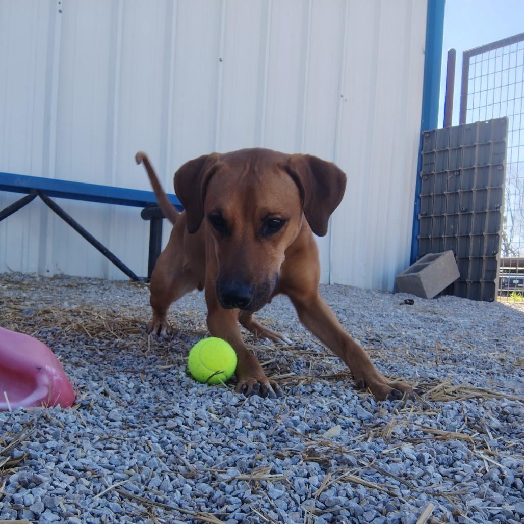 Enlarge Mabel, a Adoptable Mixed Breed in Springtown, TX image 5/5