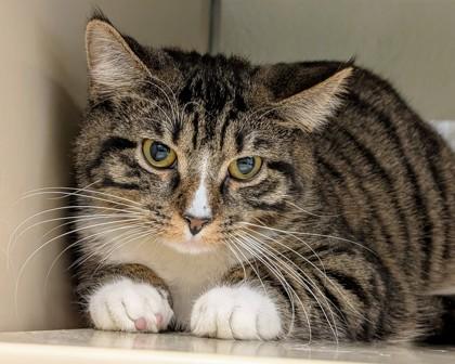 Oberon, Adoptable, Kitten Male Domestic Short Hair & Domestic Short Hair.