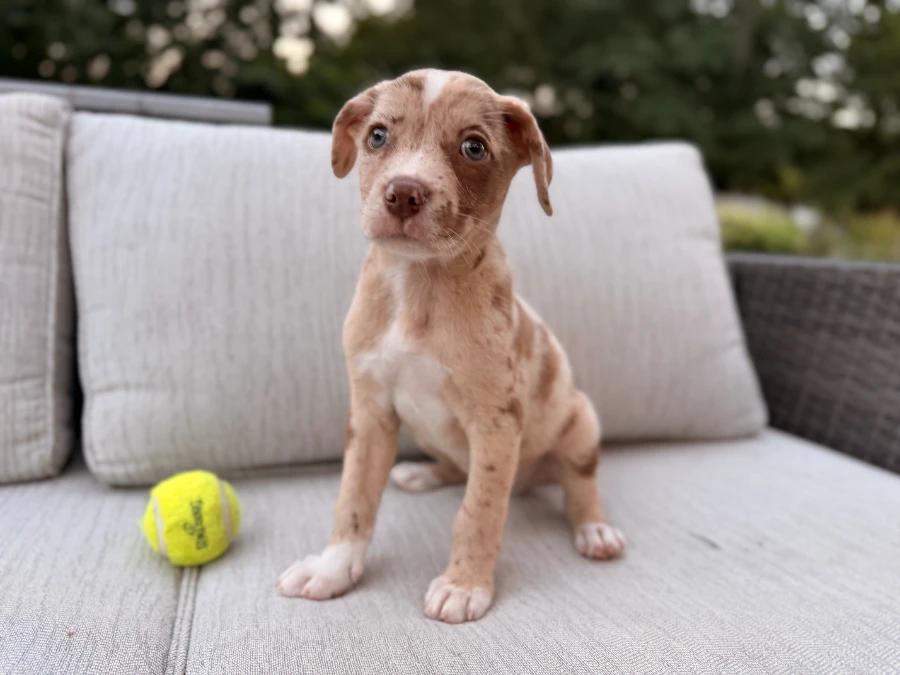 Leaf, Adoptable, Puppy Male Australian Shepherd & Mixed Breed.