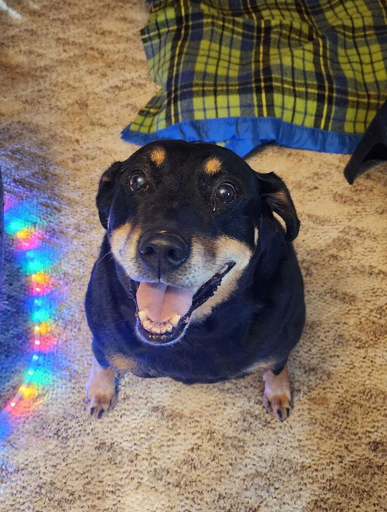 zz Zeus, Adoptable, Young Male Rottweiler.