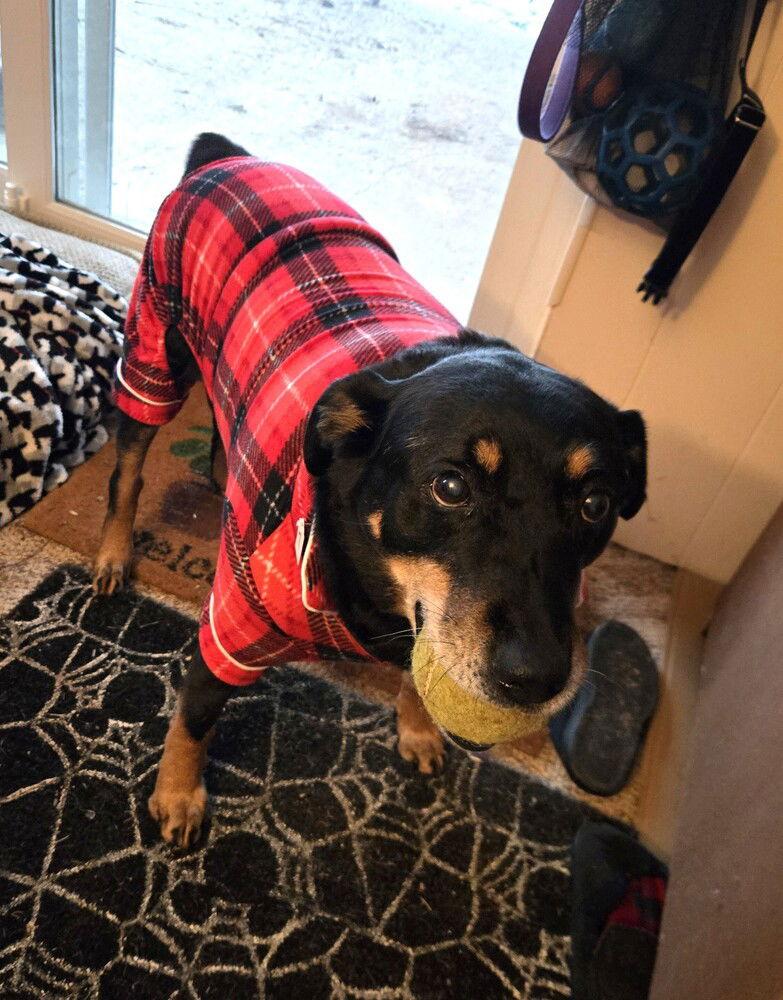 Enlarge zz Zeus, a Adoptable Rottweiler in Candler, NC image 2/3