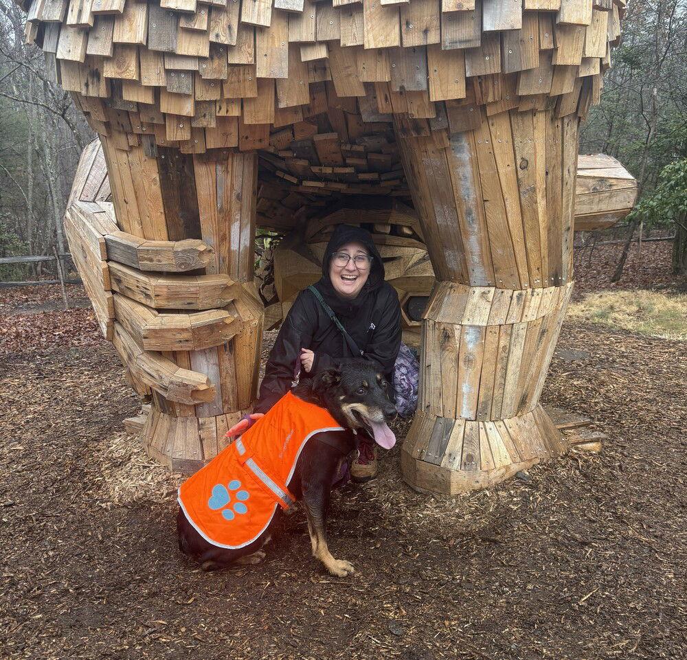 Enlarge zz Zeus, a Adoptable Rottweiler in Candler, NC image 3/3