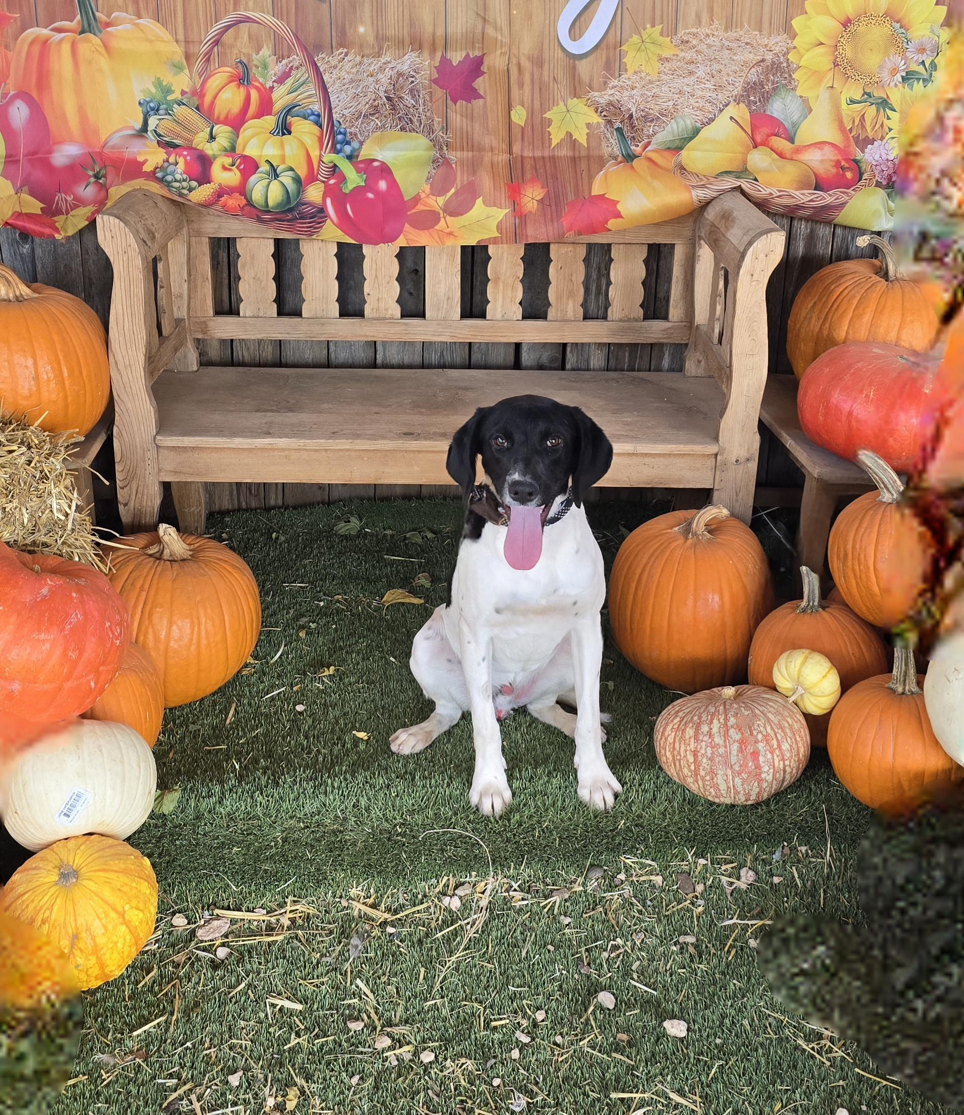 Enlarge Rover, an adopted mixed breed in Lubbock, TX image 1/3