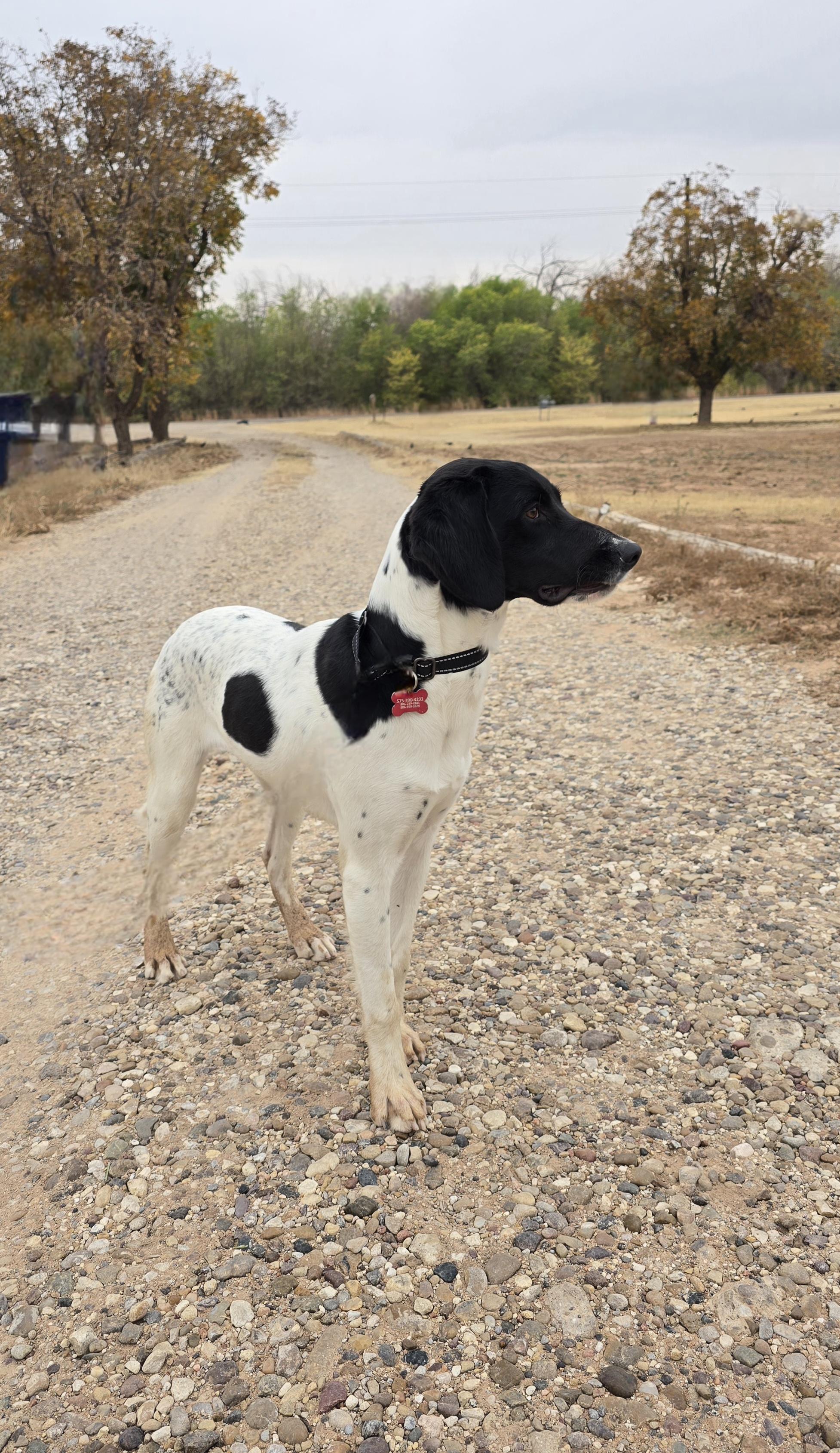 Rover, adopted, Young Male German Shorthaired Pointer.