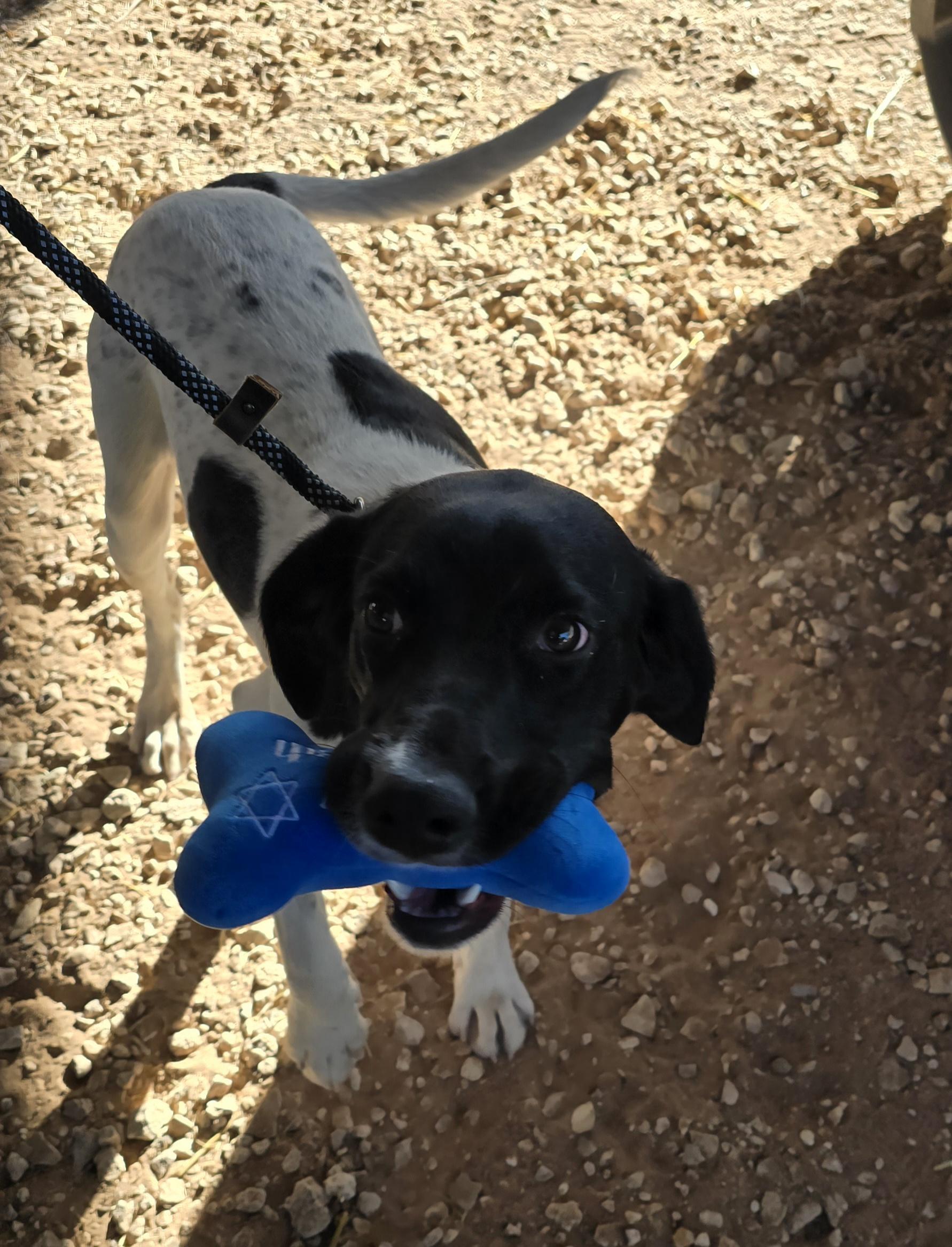 Enlarge Rover, an adopted mixed breed in Lubbock, TX image 3/3