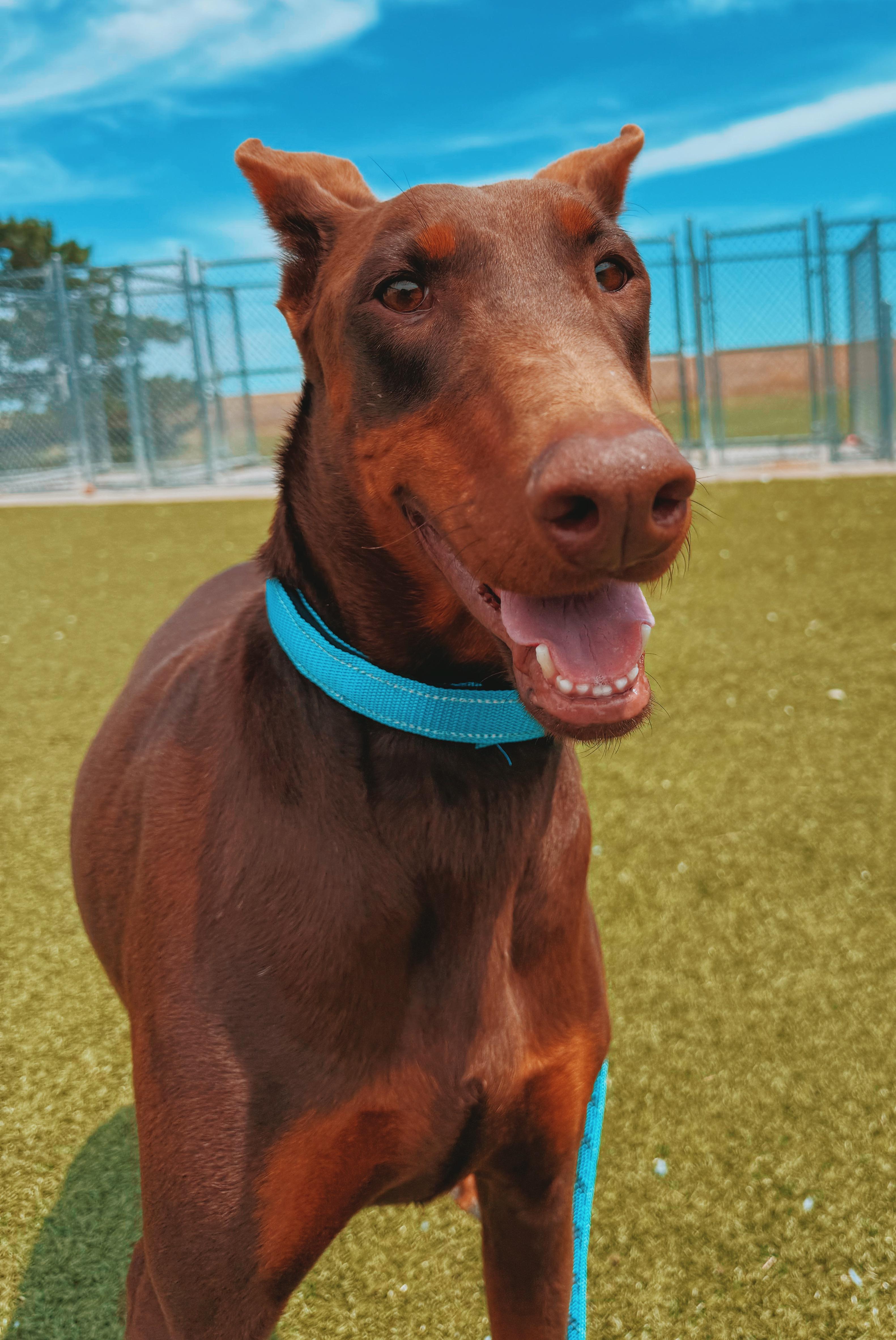 Enlarge Xena, a ADOPTABLE Doberman Pinscher in Hays, KS image 6/6