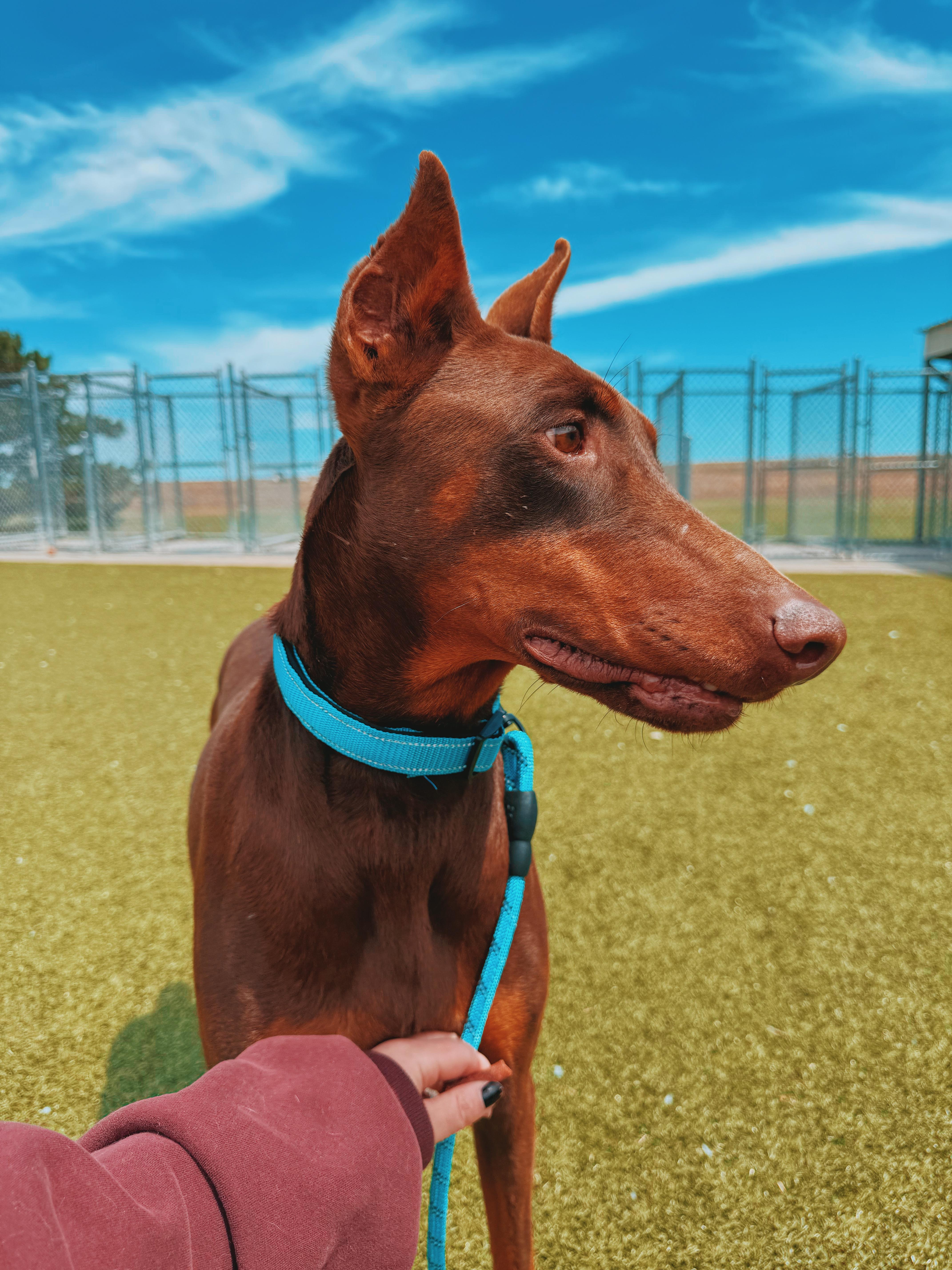 Enlarge Xena, a ADOPTABLE Doberman Pinscher in Hays, KS image 4/6