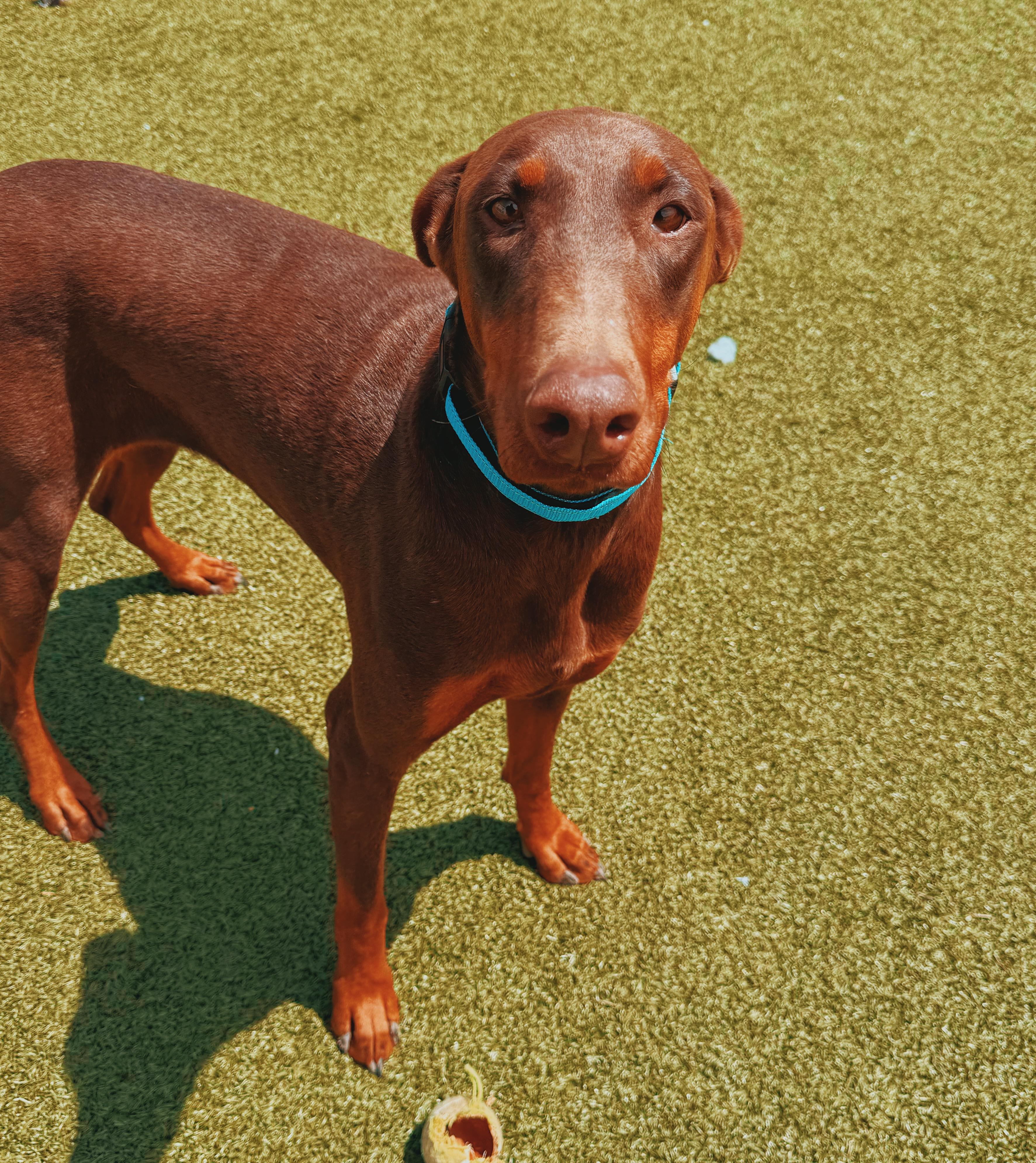 Enlarge Xena, a ADOPTABLE Doberman Pinscher in Hays, KS image 5/6