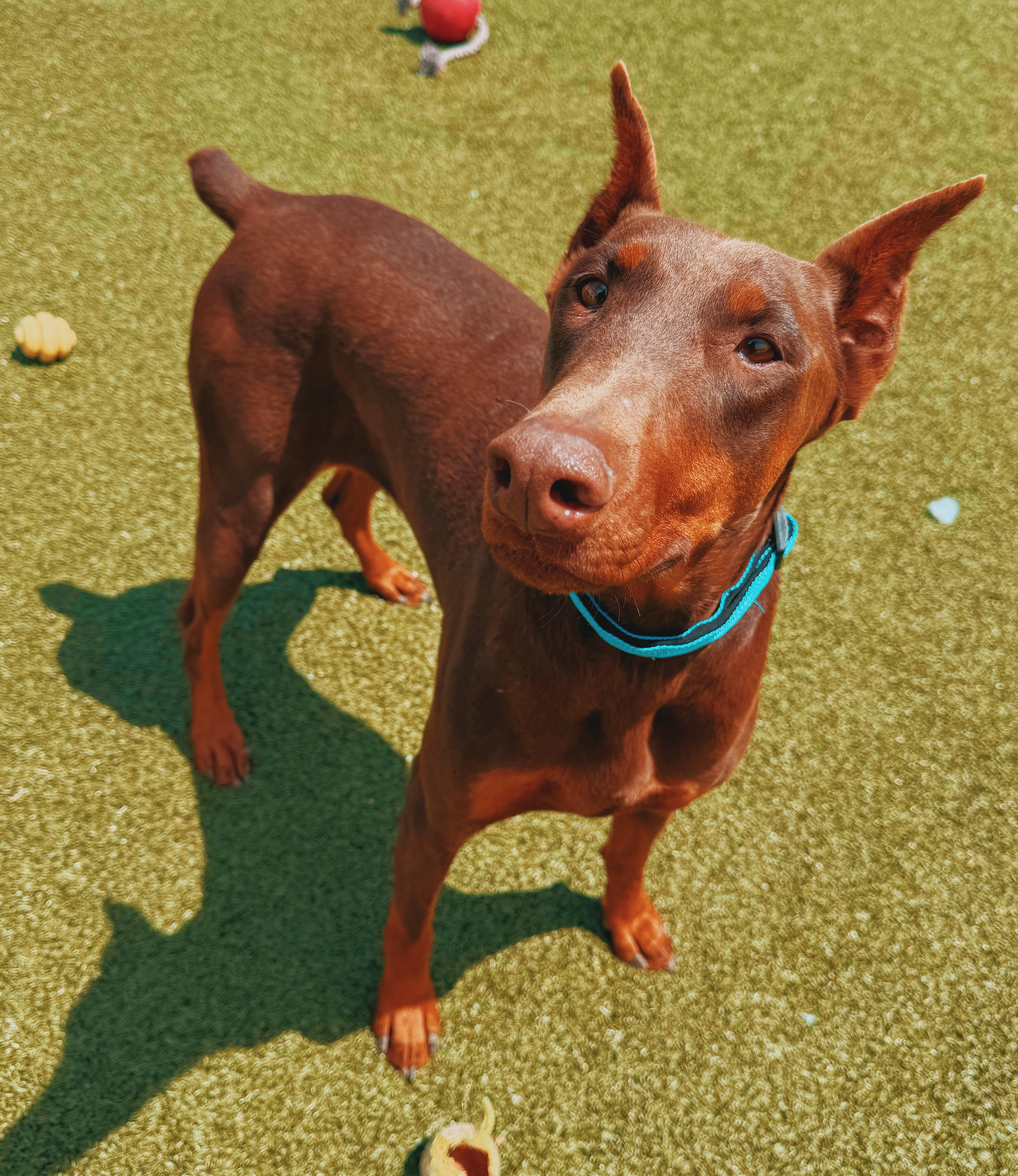 Xena, ADOPTABLE, Adult Female Doberman Pinscher.