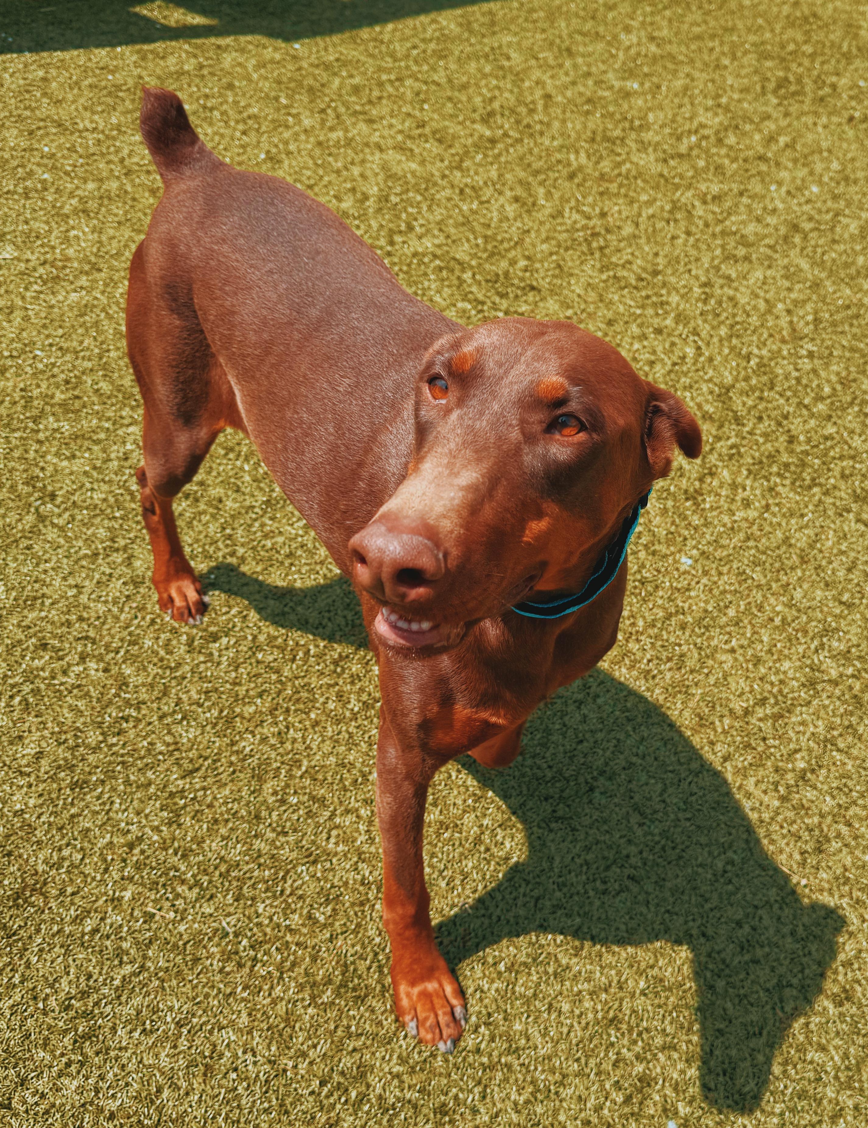 Enlarge Xena, a ADOPTABLE Doberman Pinscher in Hays, KS image 2/6