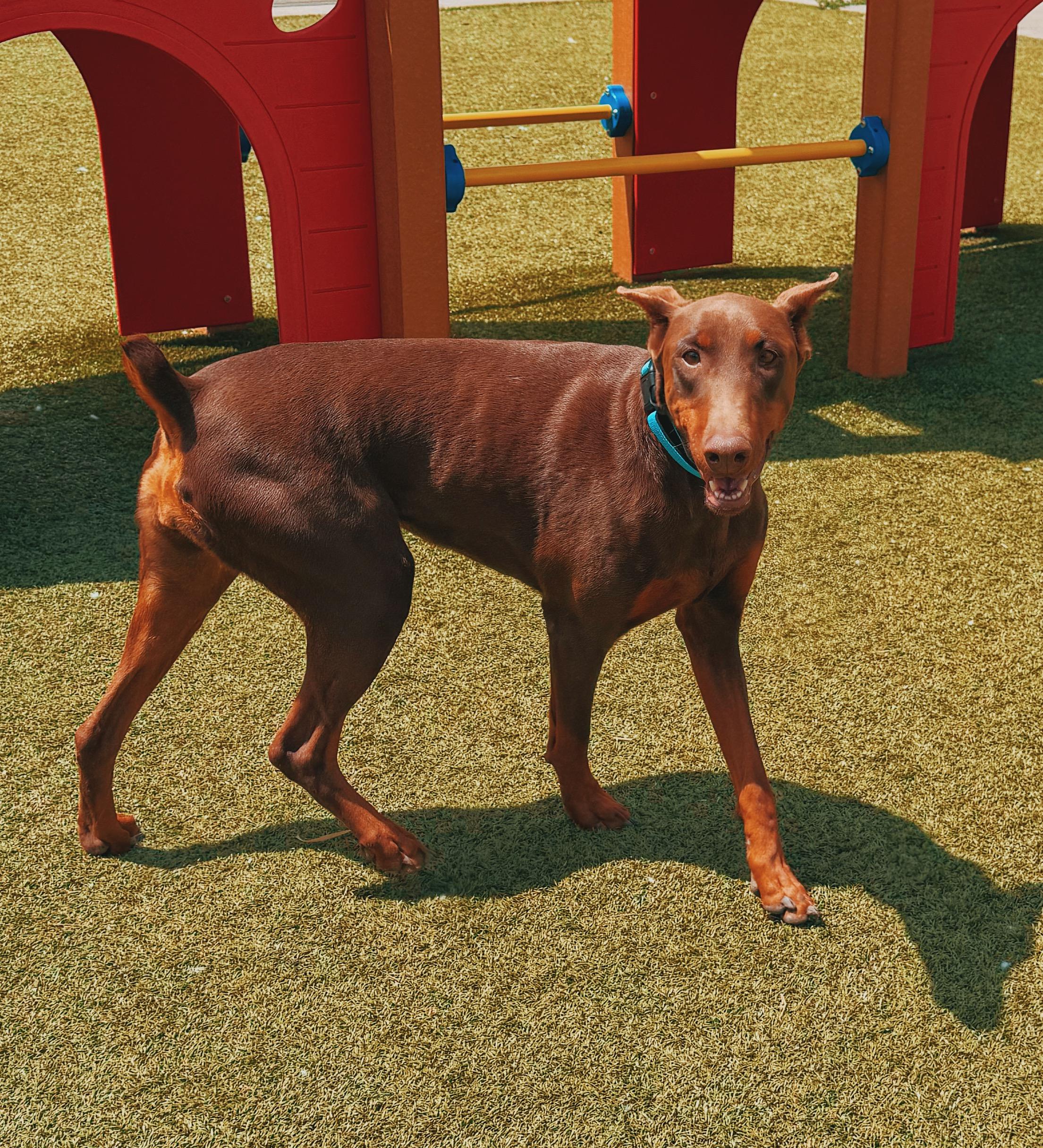 Enlarge Xena, a ADOPTABLE Doberman Pinscher in Hays, KS image 3/6