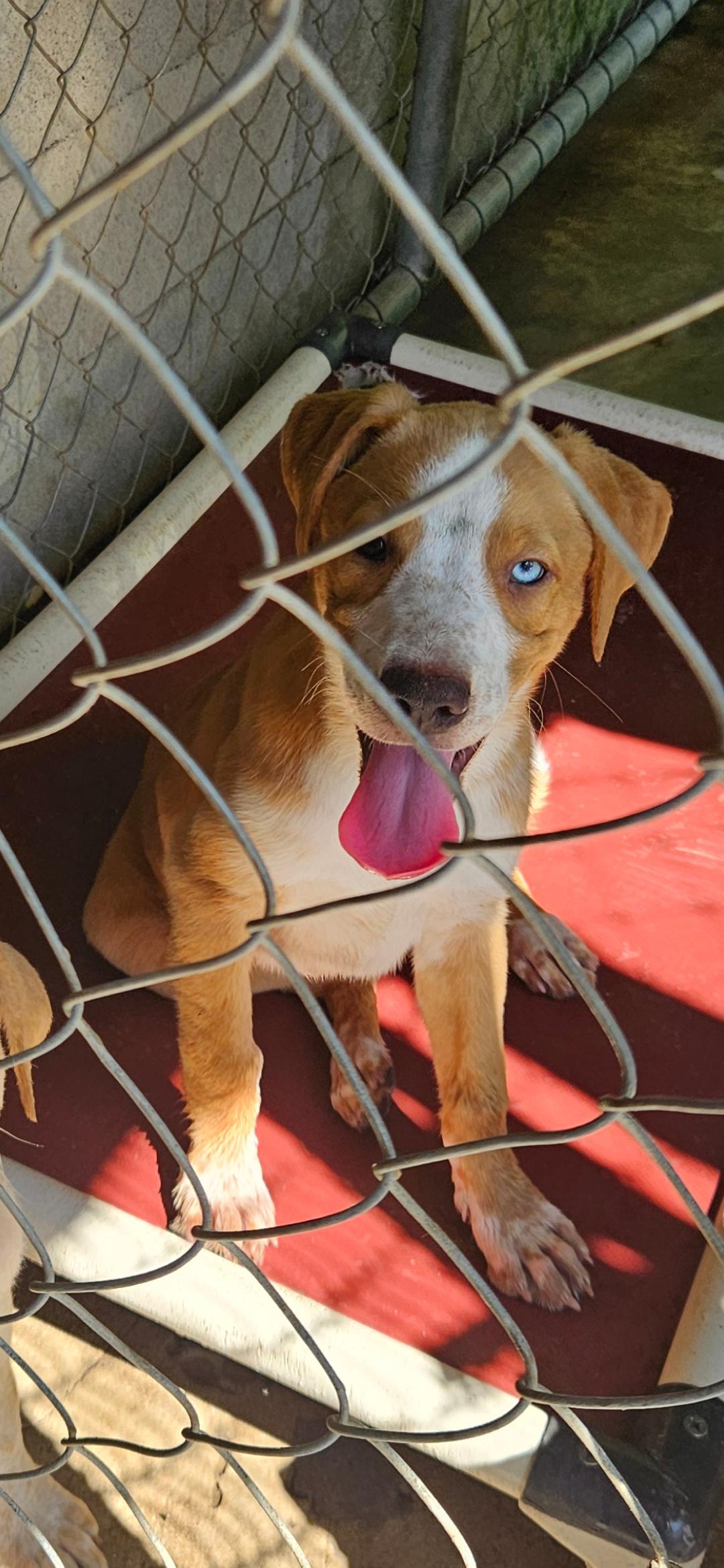HOLLYS GROUP, a ADOPTABLE mixed breed in Brooksville, FL image 5/6