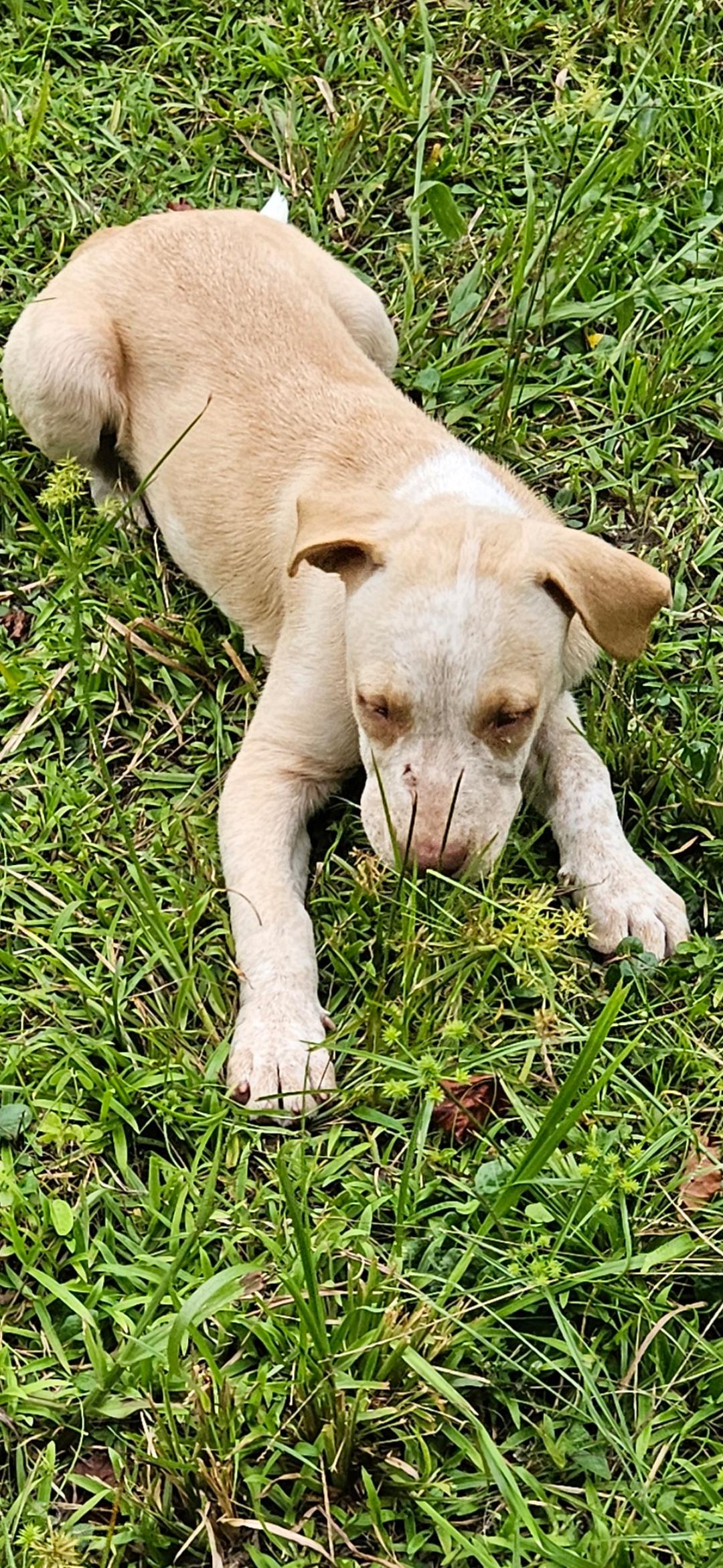 Enlarge Buddy and Buffy, a Adoptable mixed breed in Brooksville, FL image 4/6