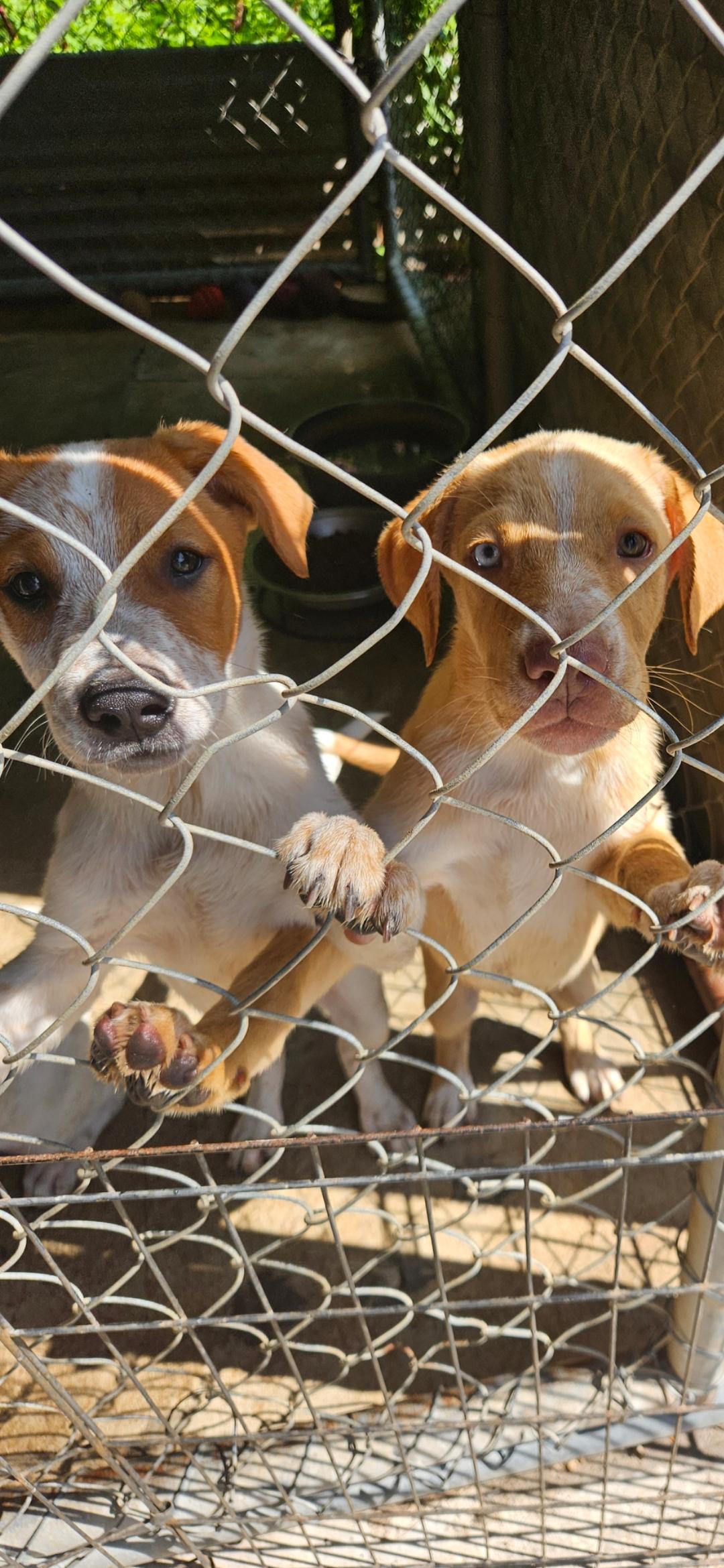 HOLLYS GROUP, a ADOPTABLE mixed breed in Brooksville, FL image 3/6