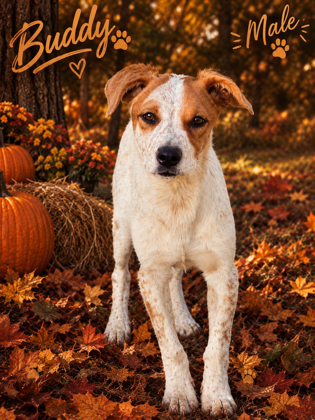 Enlarge Buddy and Buffy, a Adoptable mixed breed in Brooksville, FL image 6/6