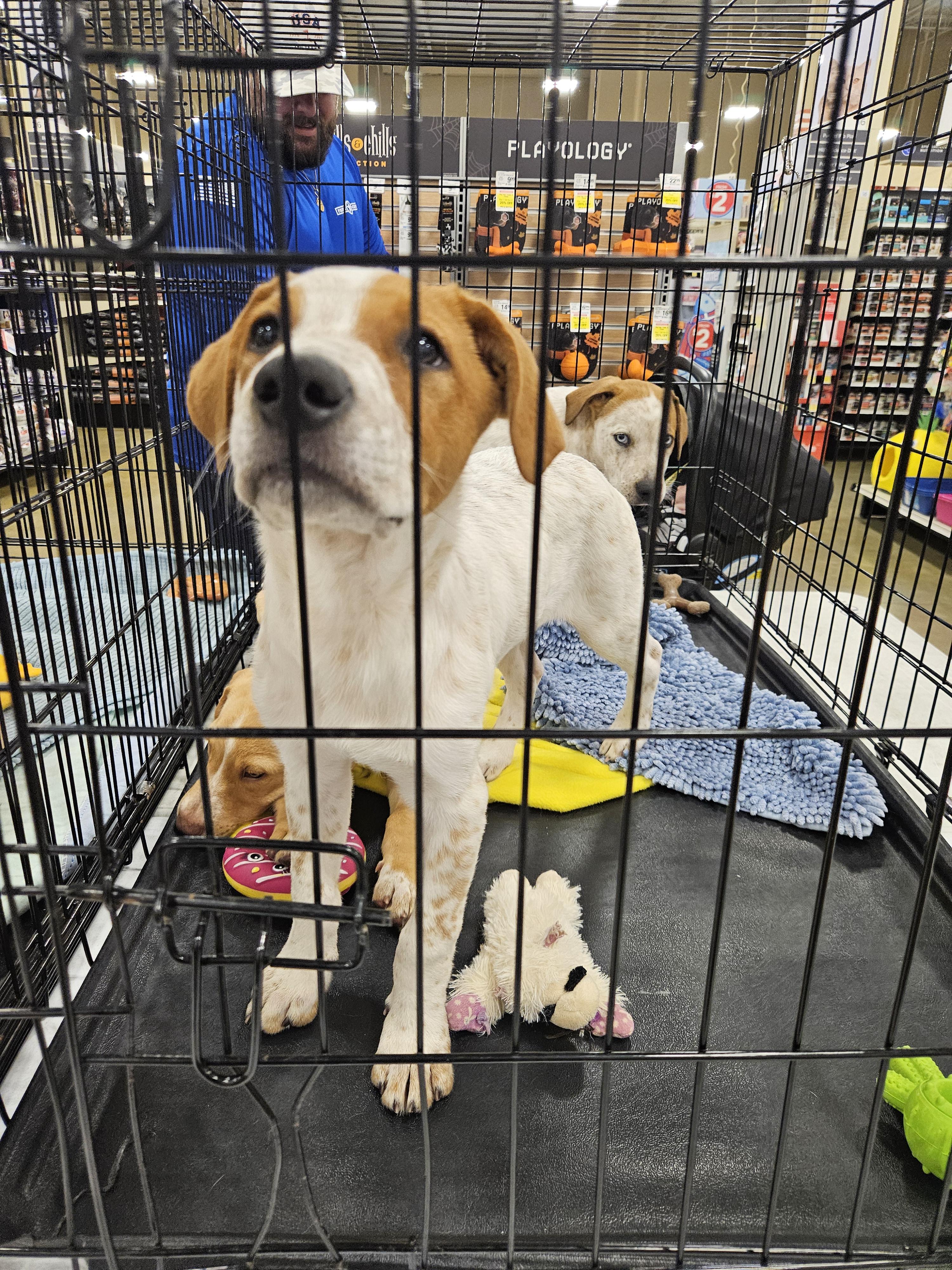 Enlarge Buddy and Buffy, a Adoptable mixed breed in Brooksville, FL image 5/6
