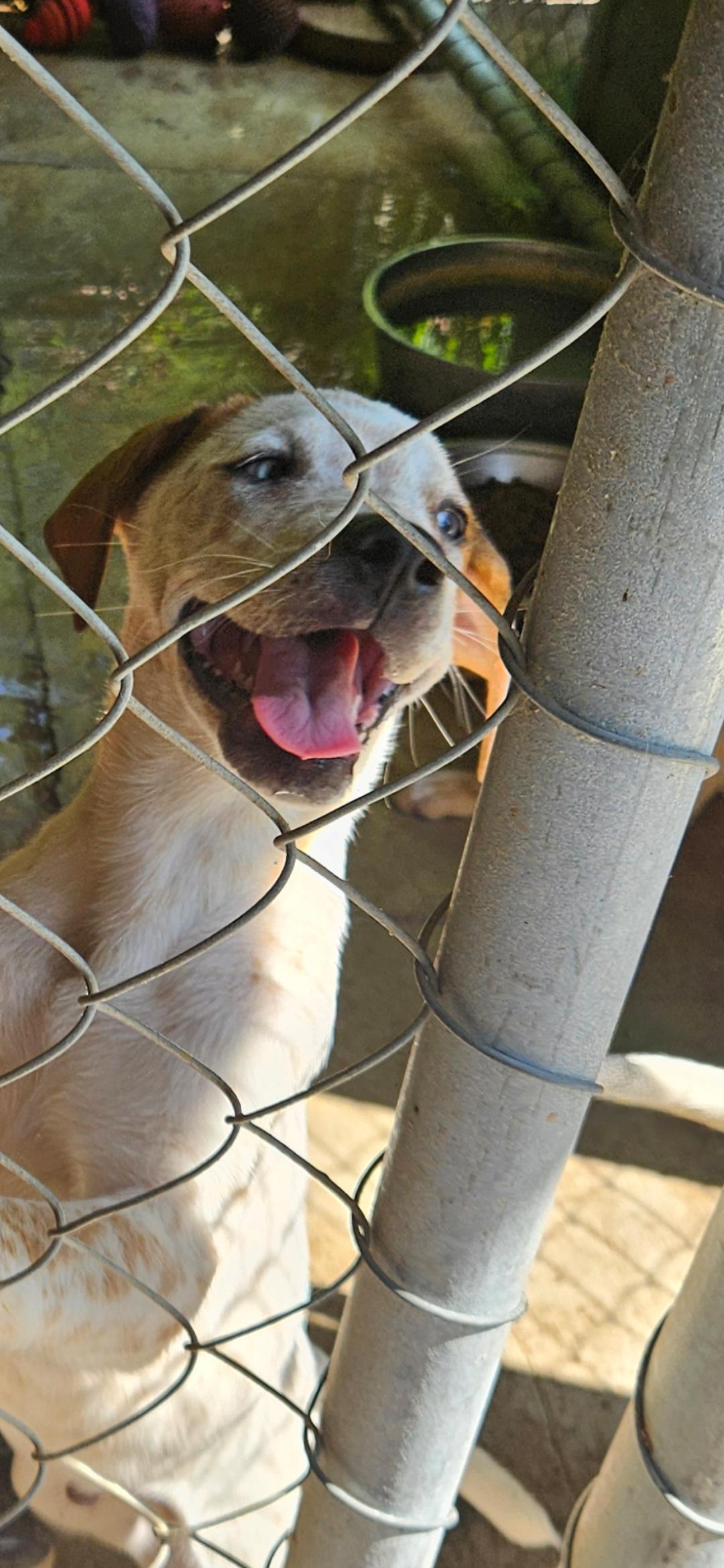HOLLYS GROUP, a ADOPTABLE mixed breed in Brooksville, FL image 4/6