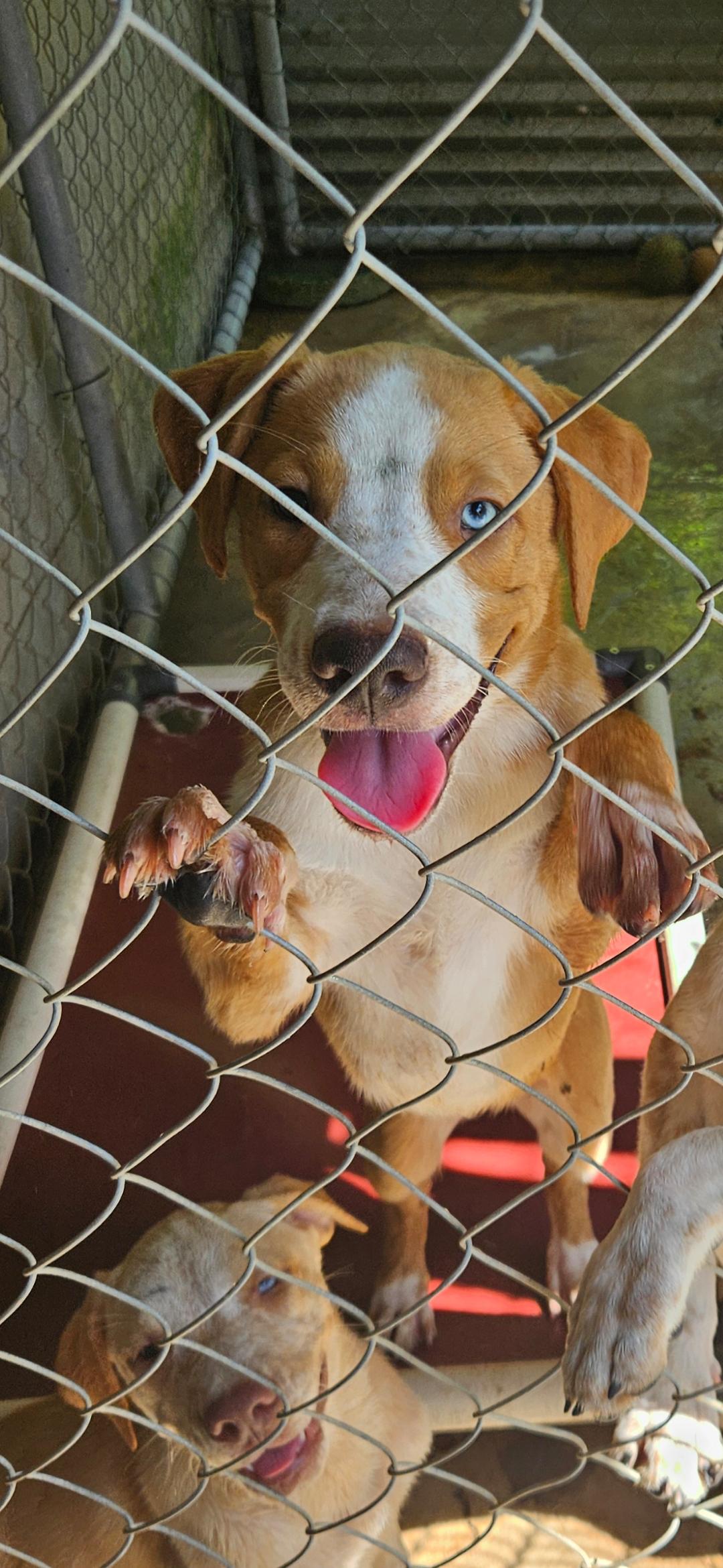 HOLLYS GROUP, ADOPTABLE, Puppy Male Catahoula Leopard Dog & Labrador Retriever.