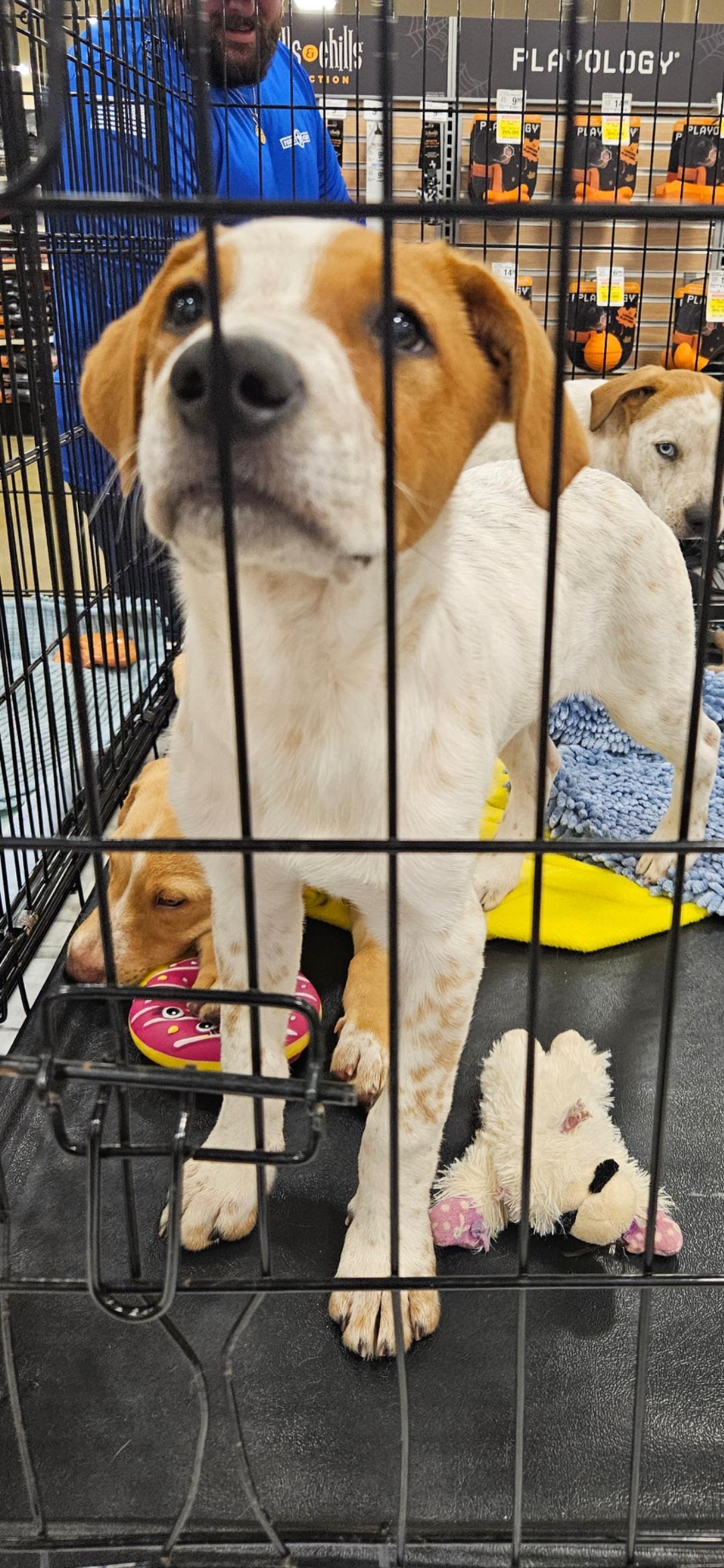 Enlarge Buddy, a Adoptable mixed breed in Brooksville, FL image 4/4