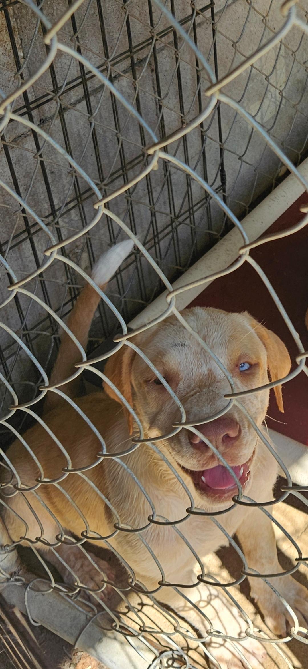 HOLLYS GROUP, a ADOPTABLE mixed breed in Brooksville, FL image 2/6