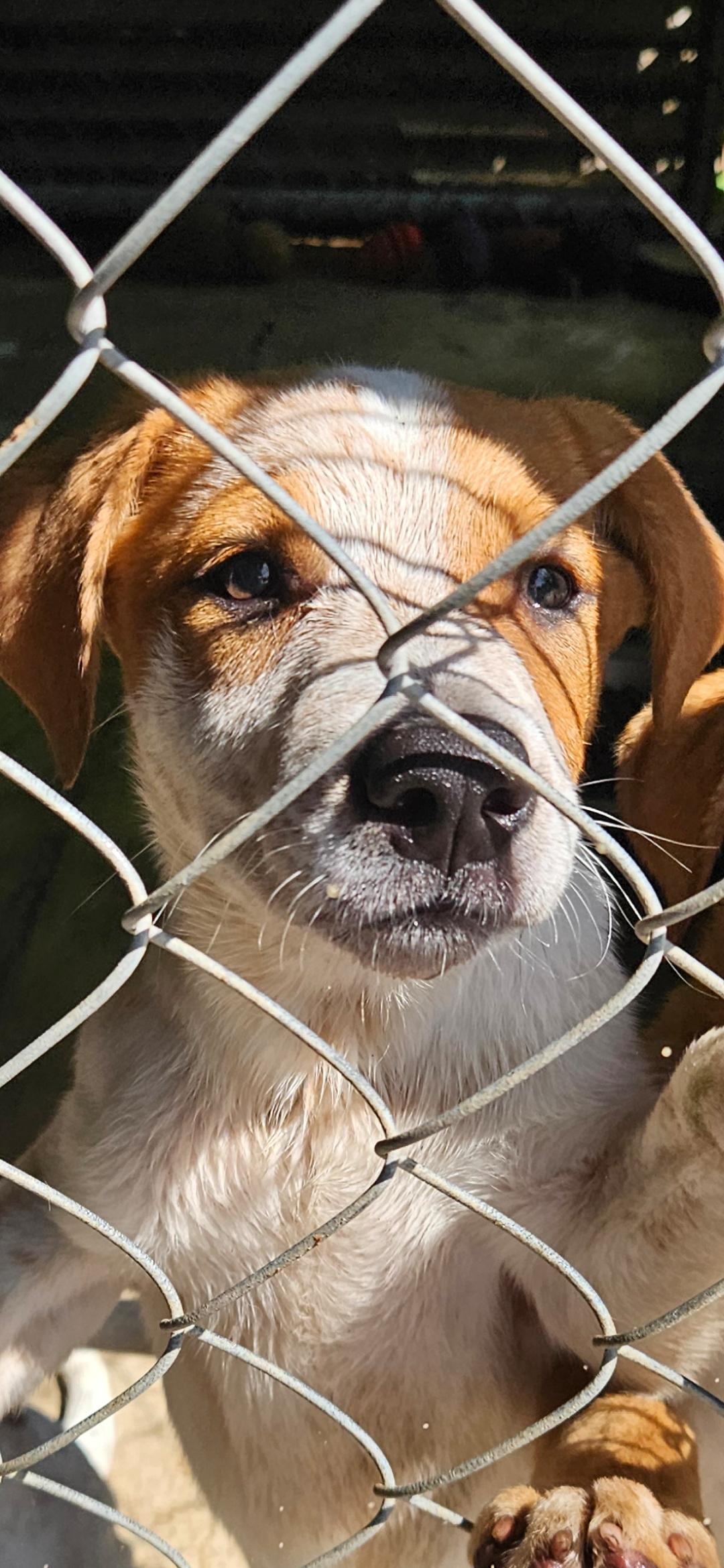 HOLLYS GROUP, a ADOPTABLE mixed breed in Brooksville, FL image 6/6