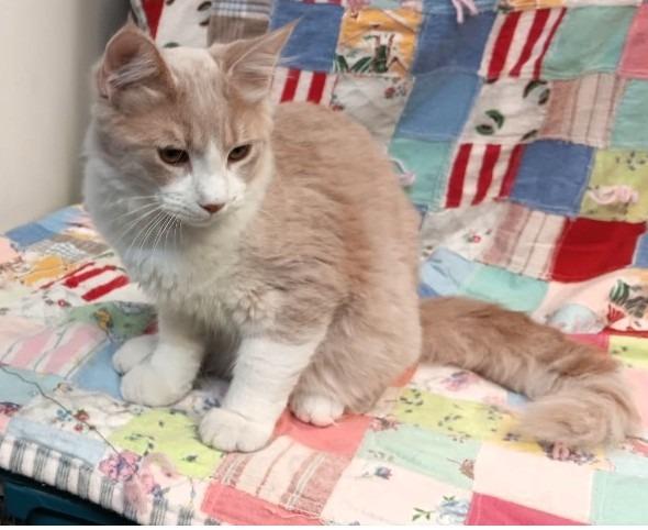 Enlarge Miss Frizzle Arnold P., a Adoptable mixed breed in Crandon, WI image 2/2