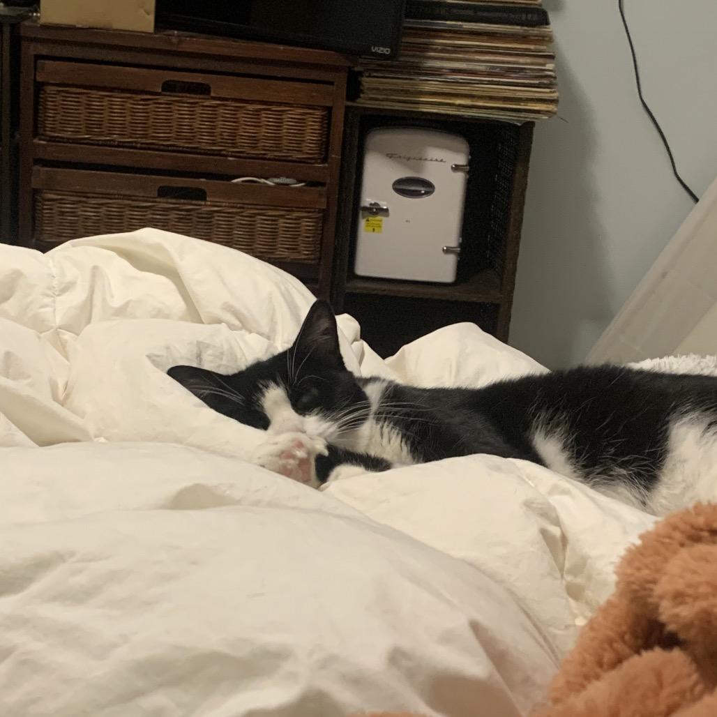 Glory 2, Adoptable, Adult Female Domestic Short Hair.