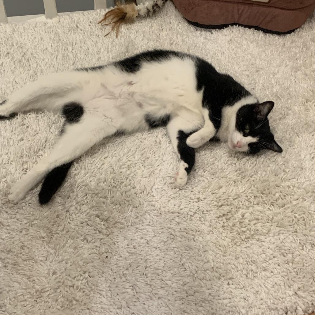 Enlarge Glory 2, a Adoptable Domestic Short Hair in Middle Village, NY image 2/6