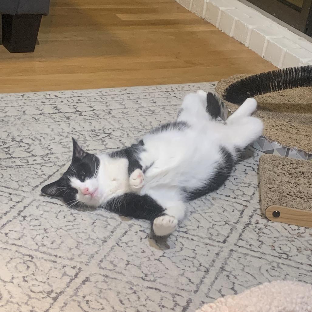 Enlarge Glory 2, a Adoptable Domestic Short Hair in Middle Village, NY image 3/6