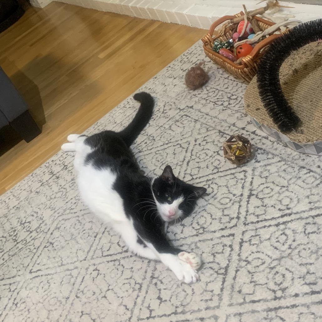 Enlarge Glory 2, a Adoptable Domestic Short Hair in Middle Village, NY image 5/6