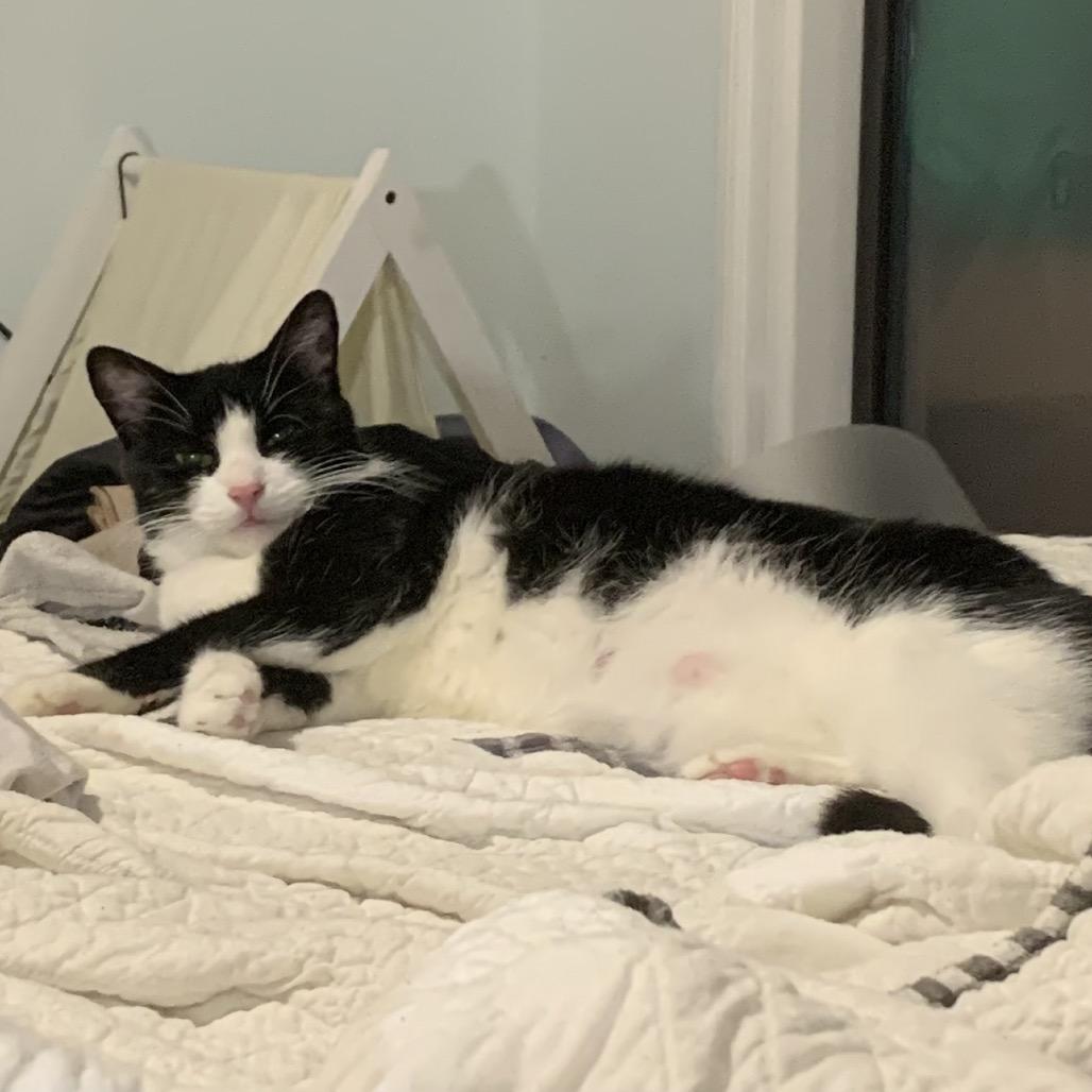 Enlarge Glory 2, a Adoptable Domestic Short Hair in Middle Village, NY image 6/6