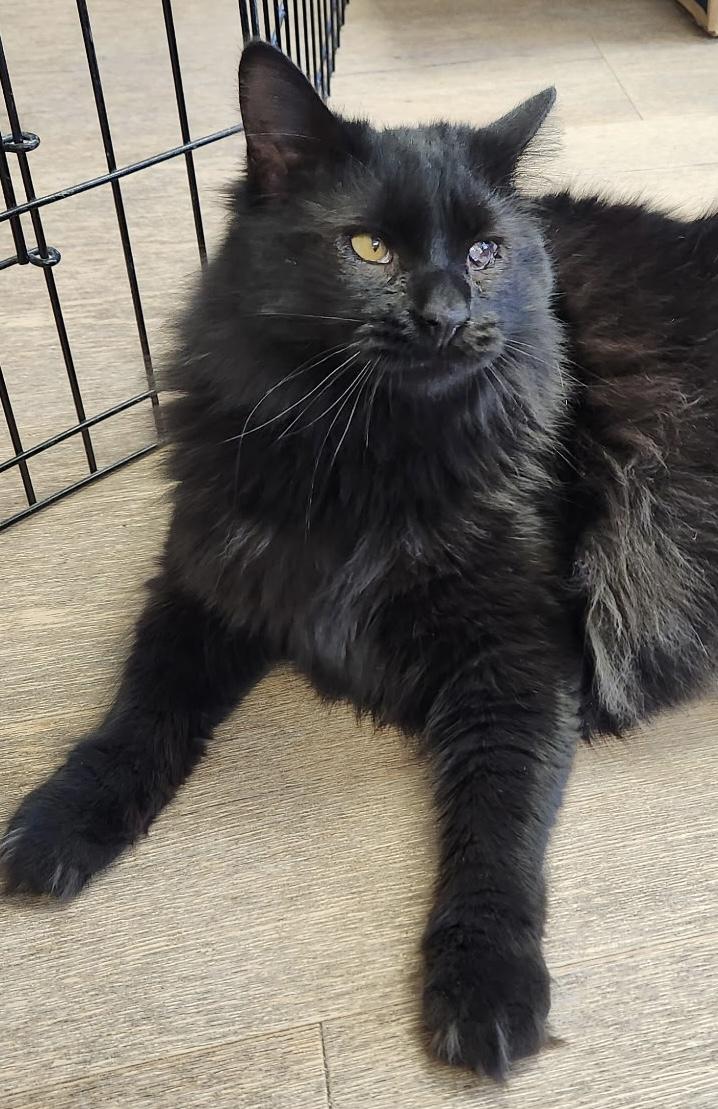 Willow, Adult Female Domestic Medium Hair