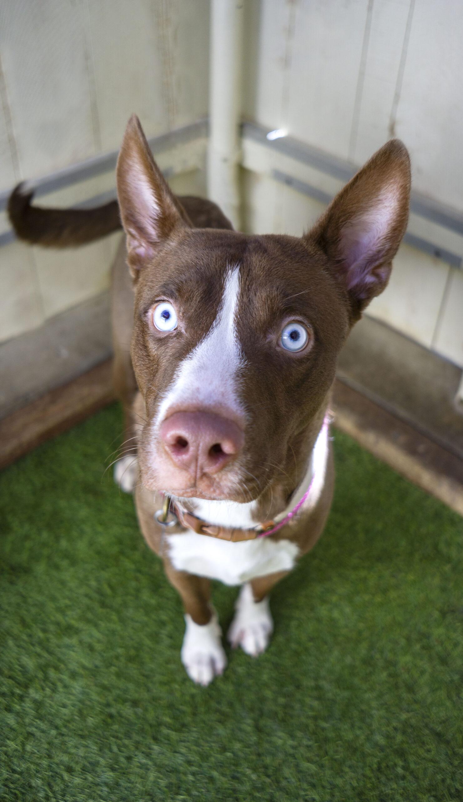 Enlarge Brostronaut, a Adoptable mixed breed in Encinitas, CA image 1/2