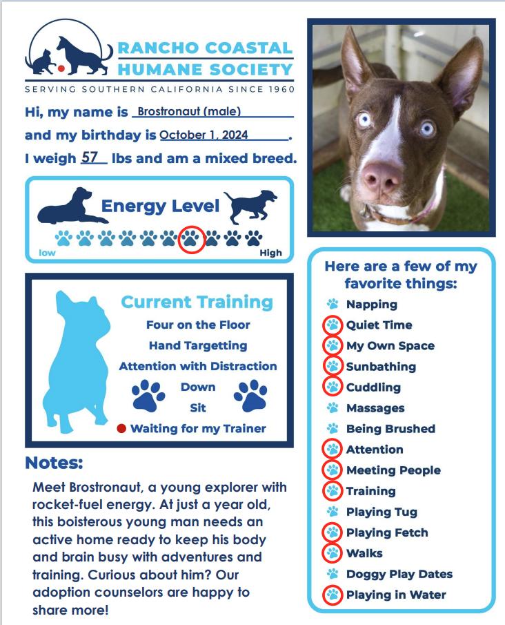 Enlarge Brostronaut, a Adoptable mixed breed in Encinitas, CA image 2/2