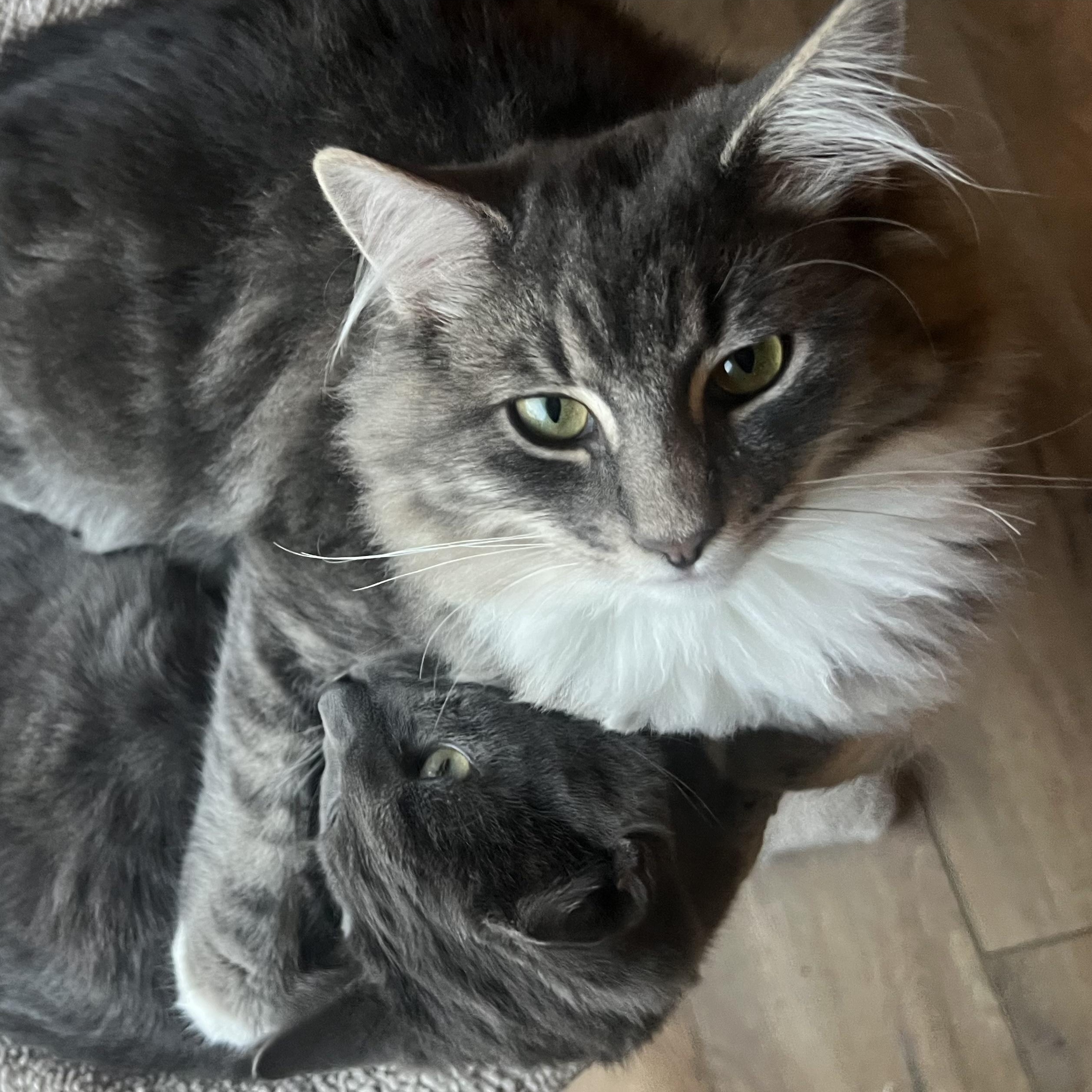 Wailer 0125 — thumbnail 2