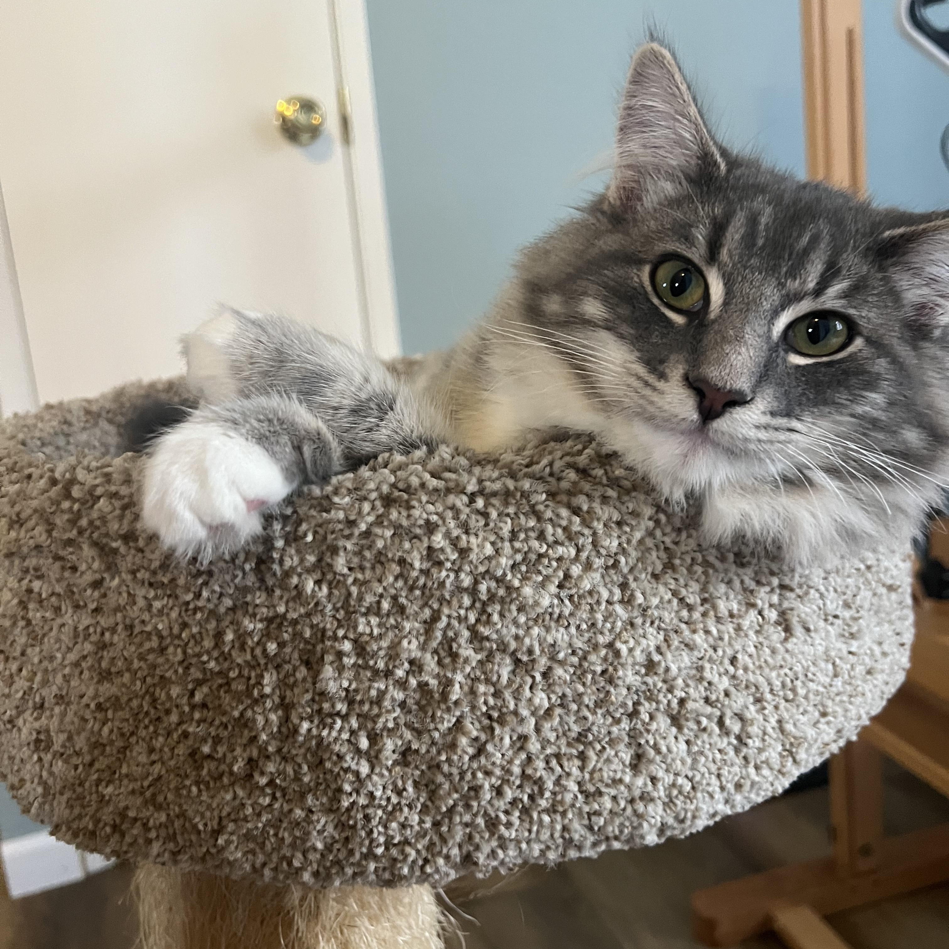 Wailer 0125 — thumbnail 3