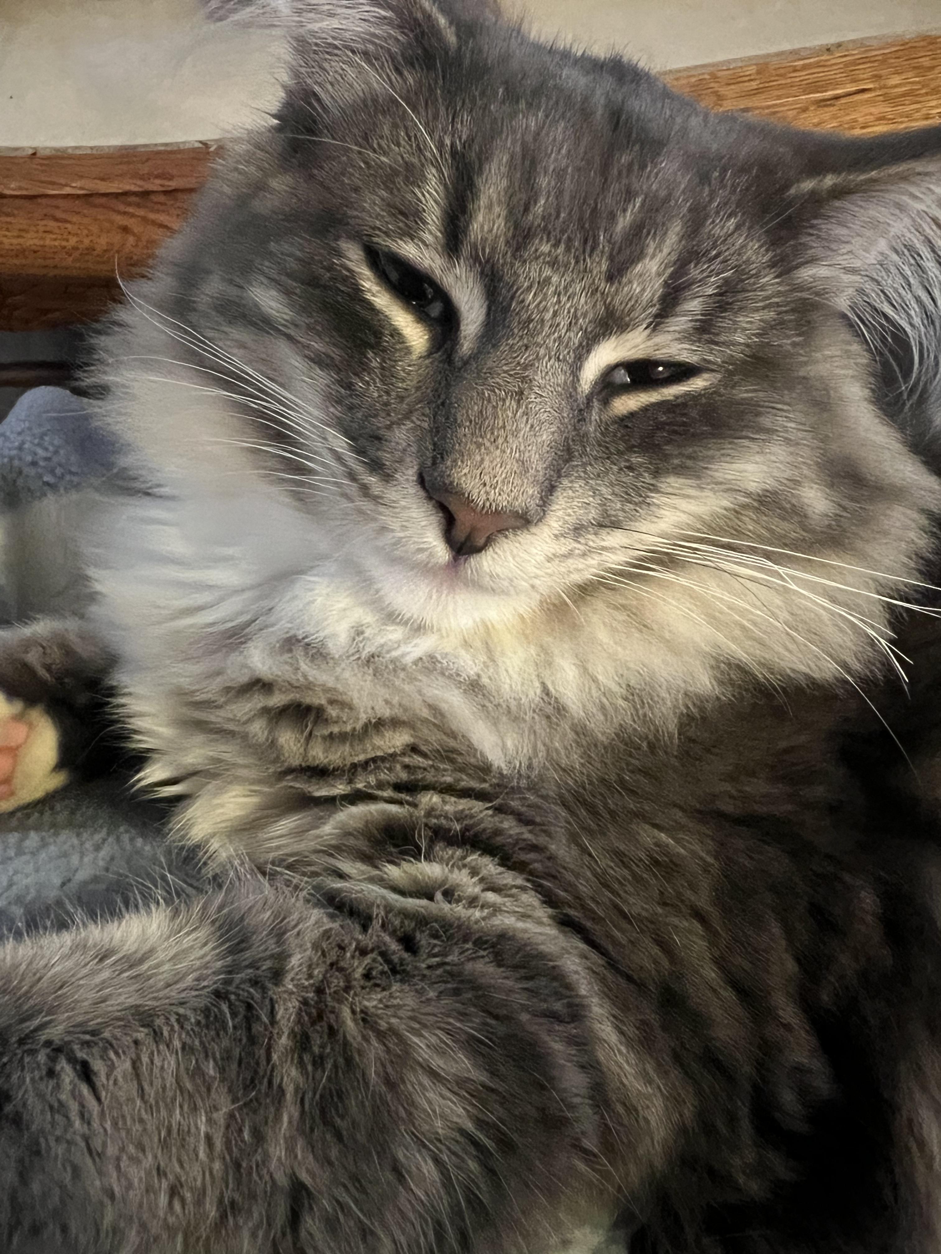 Wailer 0125 — thumbnail 4