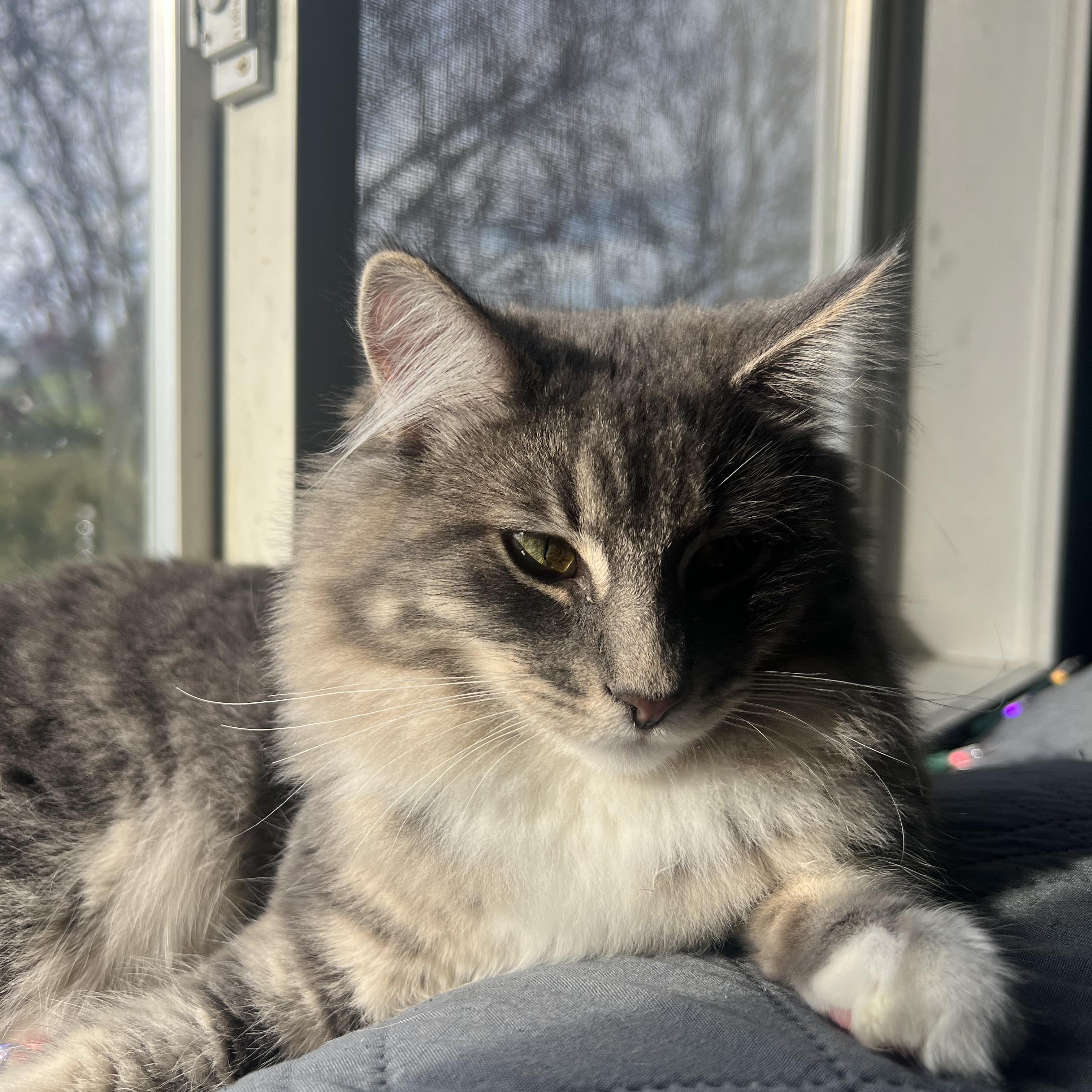 Wailer 0125 — thumbnail 5