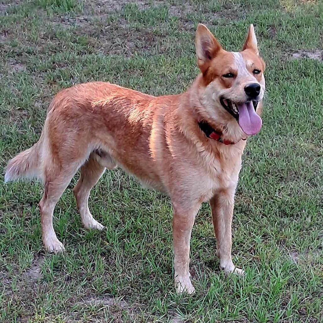 Reese II, an adoptable Cattle Dog in Waite Park, MN, 56387 | Photo Image 3