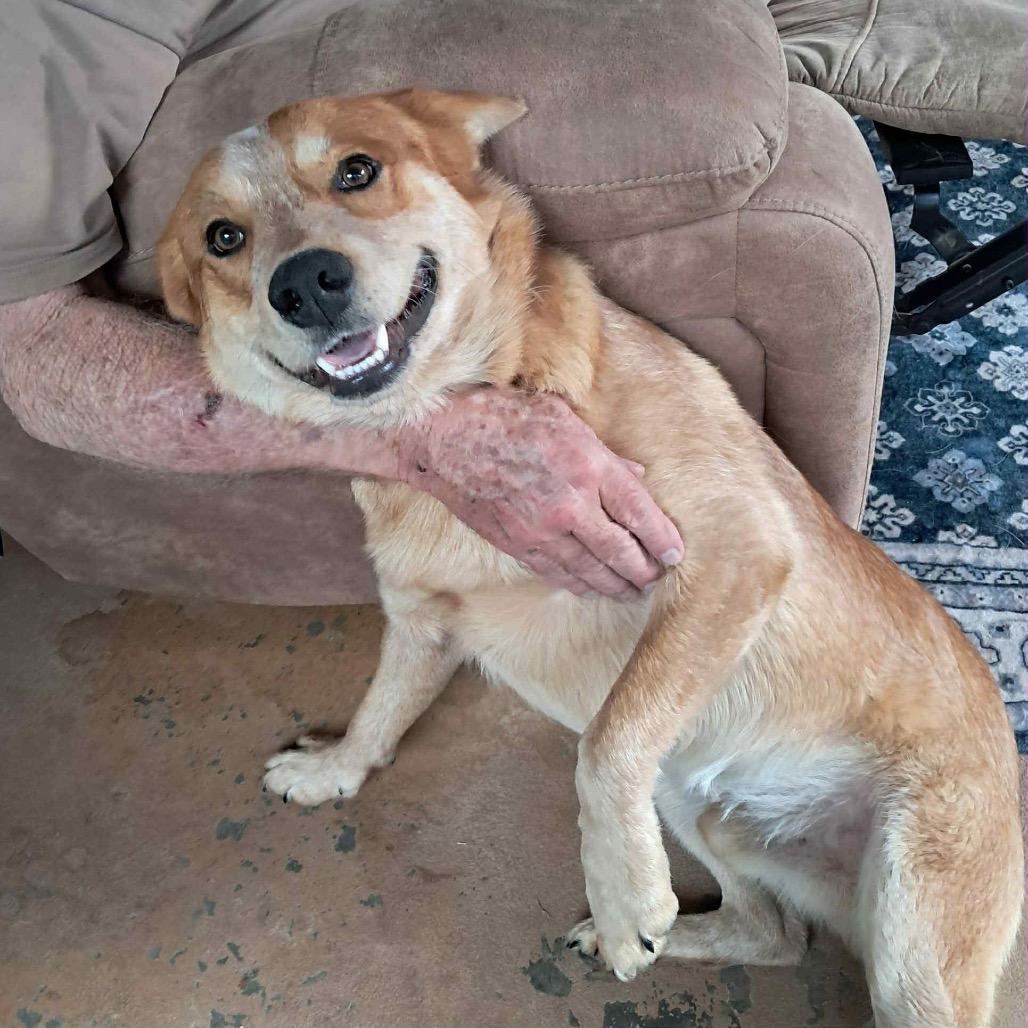 Reese II, an adoptable Cattle Dog in Waite Park, MN, 56387 | Photo Image 2