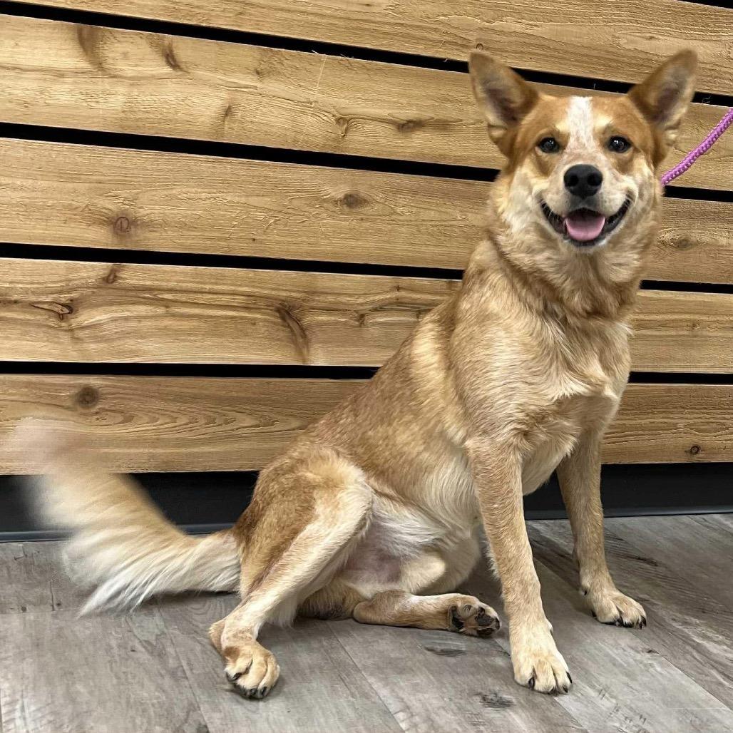 Reese II, an adoptable Cattle Dog in Waite Park, MN, 56387 | Photo Image 1